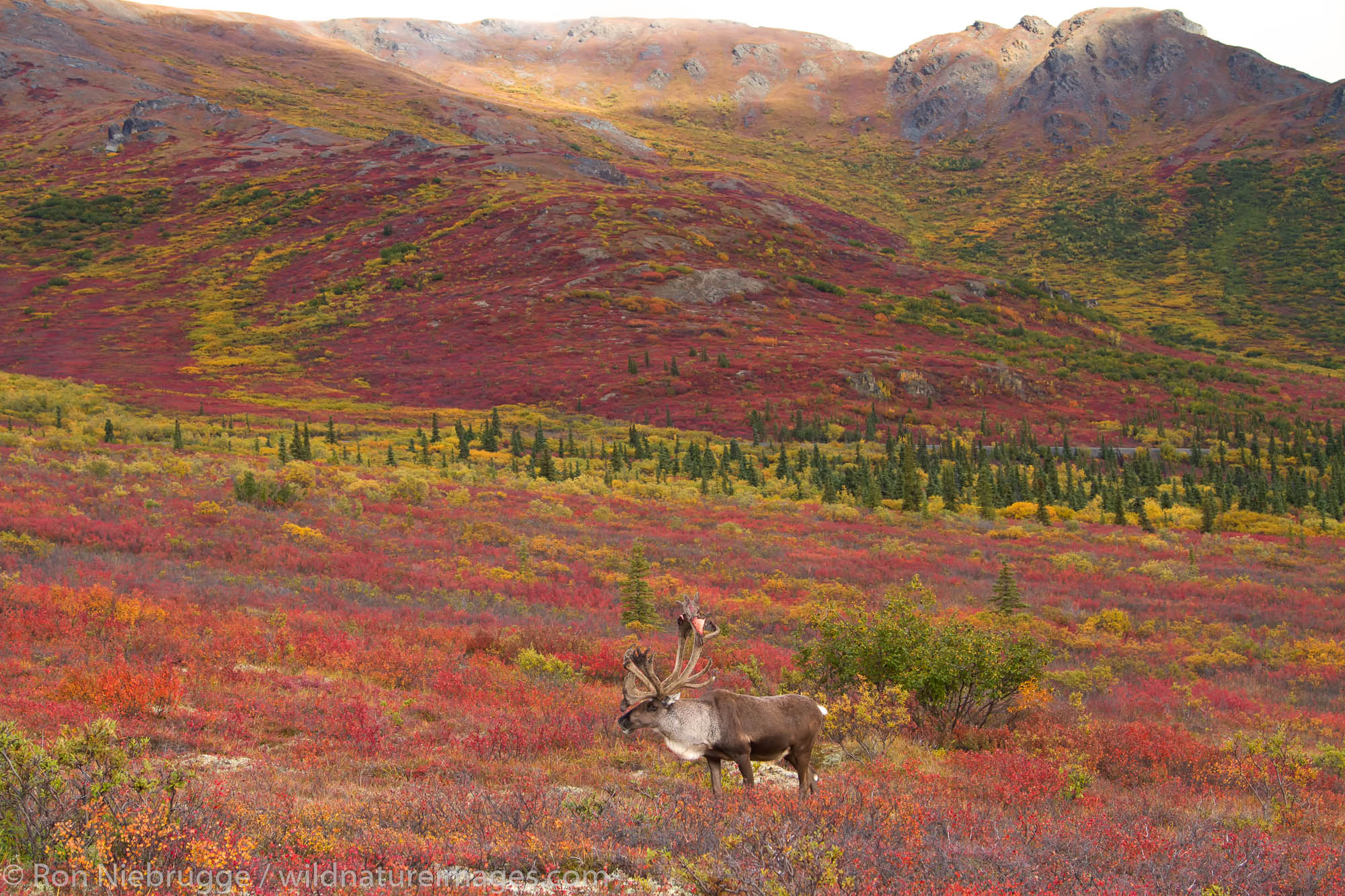 Caribou Denali National Park Photos By Ron Niebrugge Caribou Denali National Park Photos By Ron Niebrugge