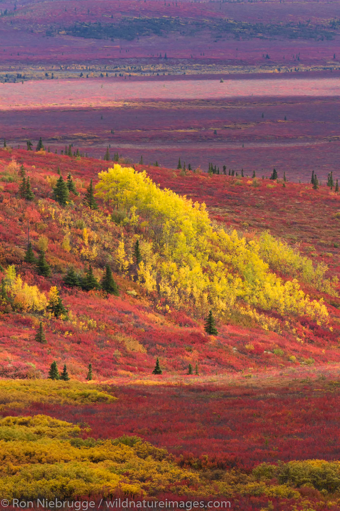 Fall colors, Denali National Park, Alaska.