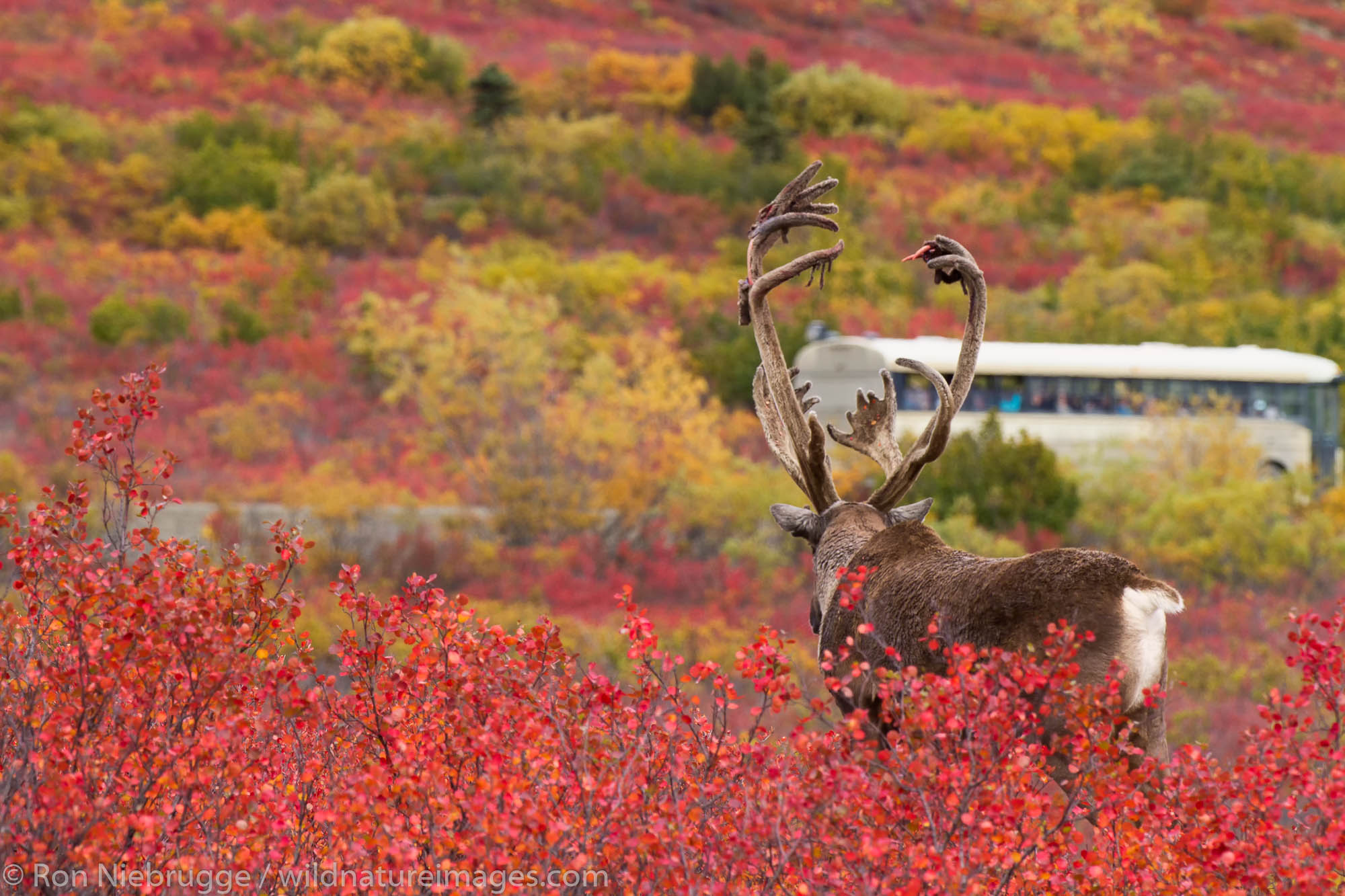 Caribou, Denali National Park Bull caribou watching tour bus in Denali National Park, Alaska.