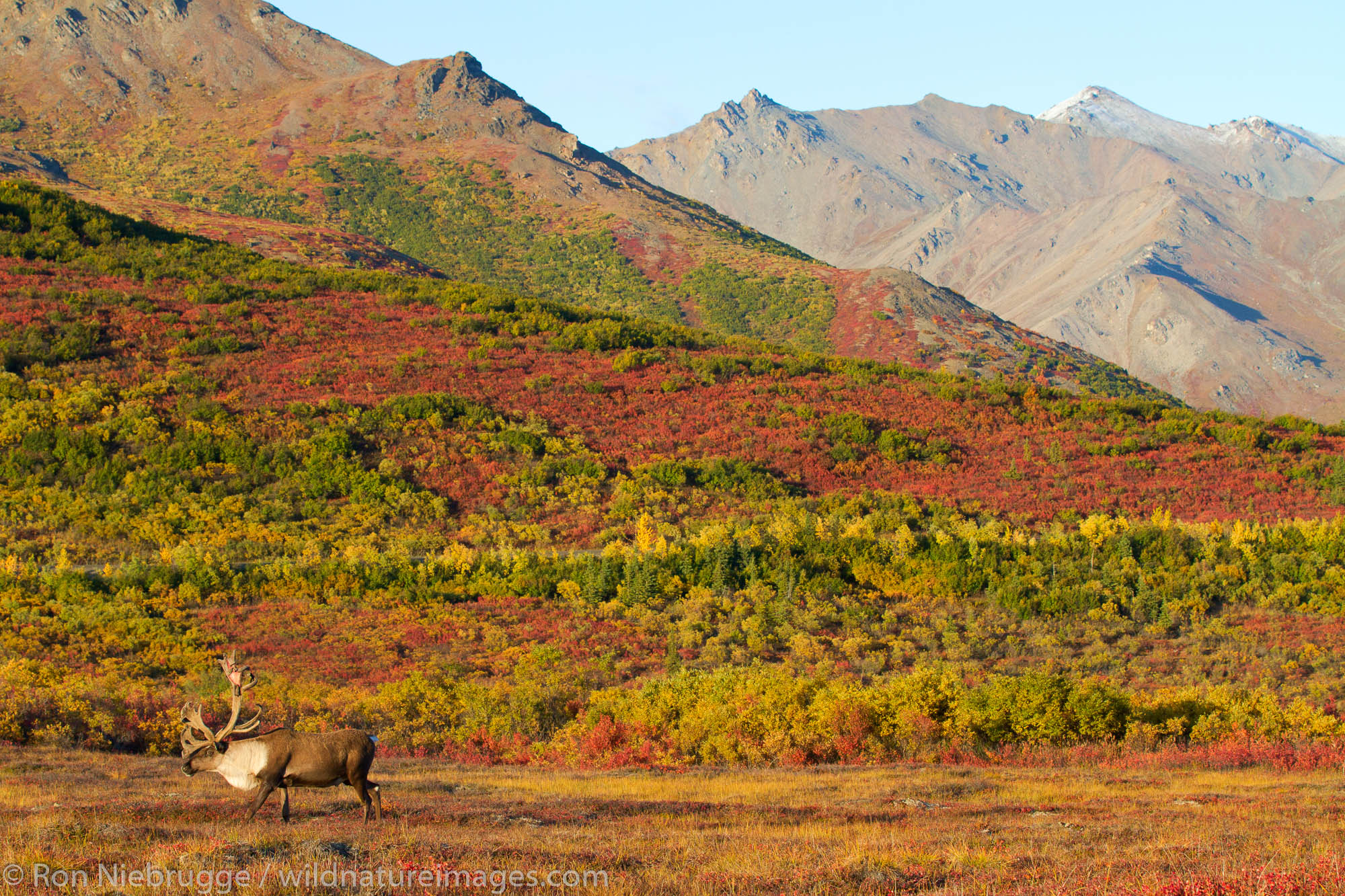 Bull caribou, Denali National Park, Alaska.