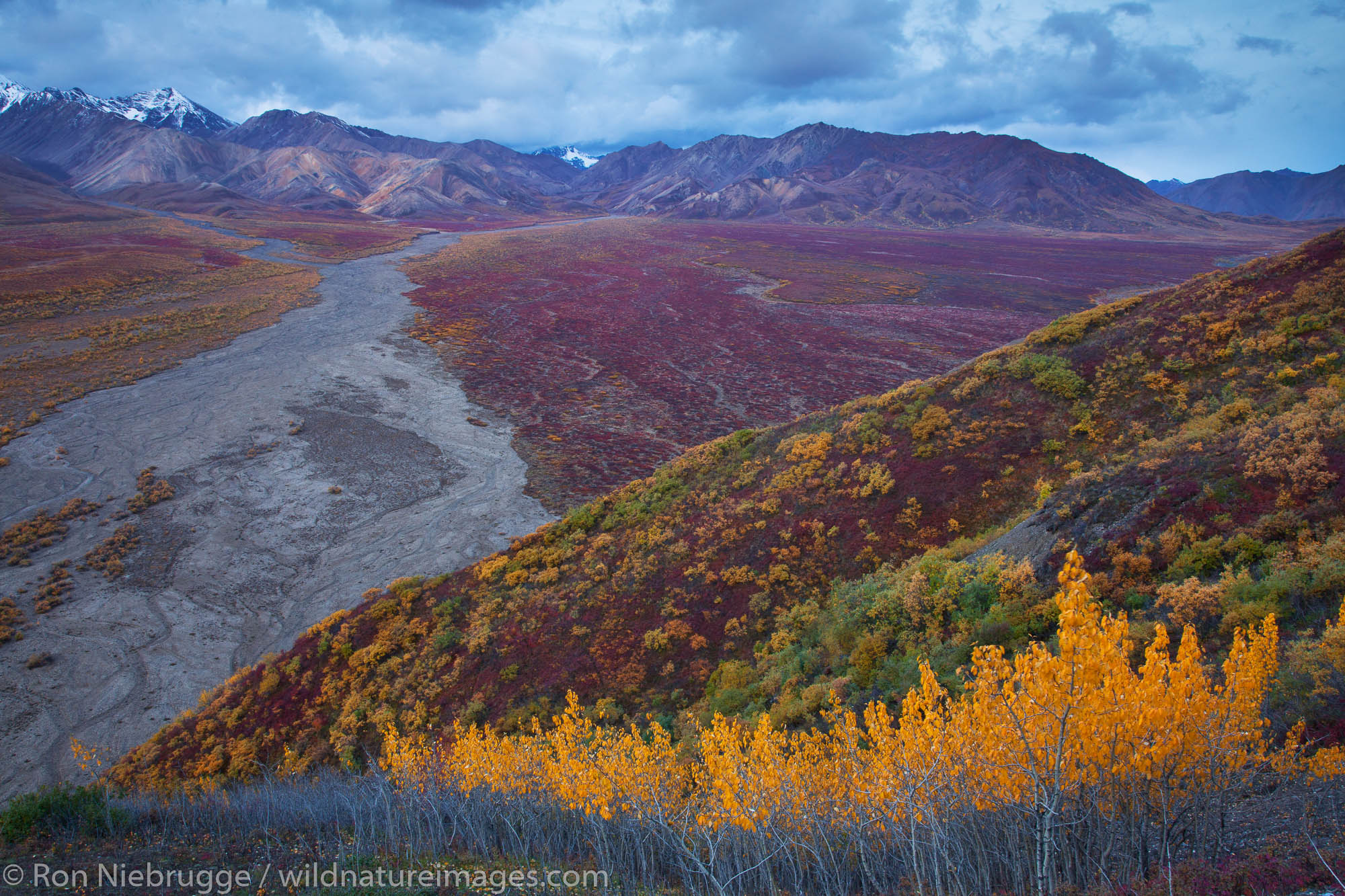 Fall colors in Polychrome Pass, Denali National Park, Alaska.