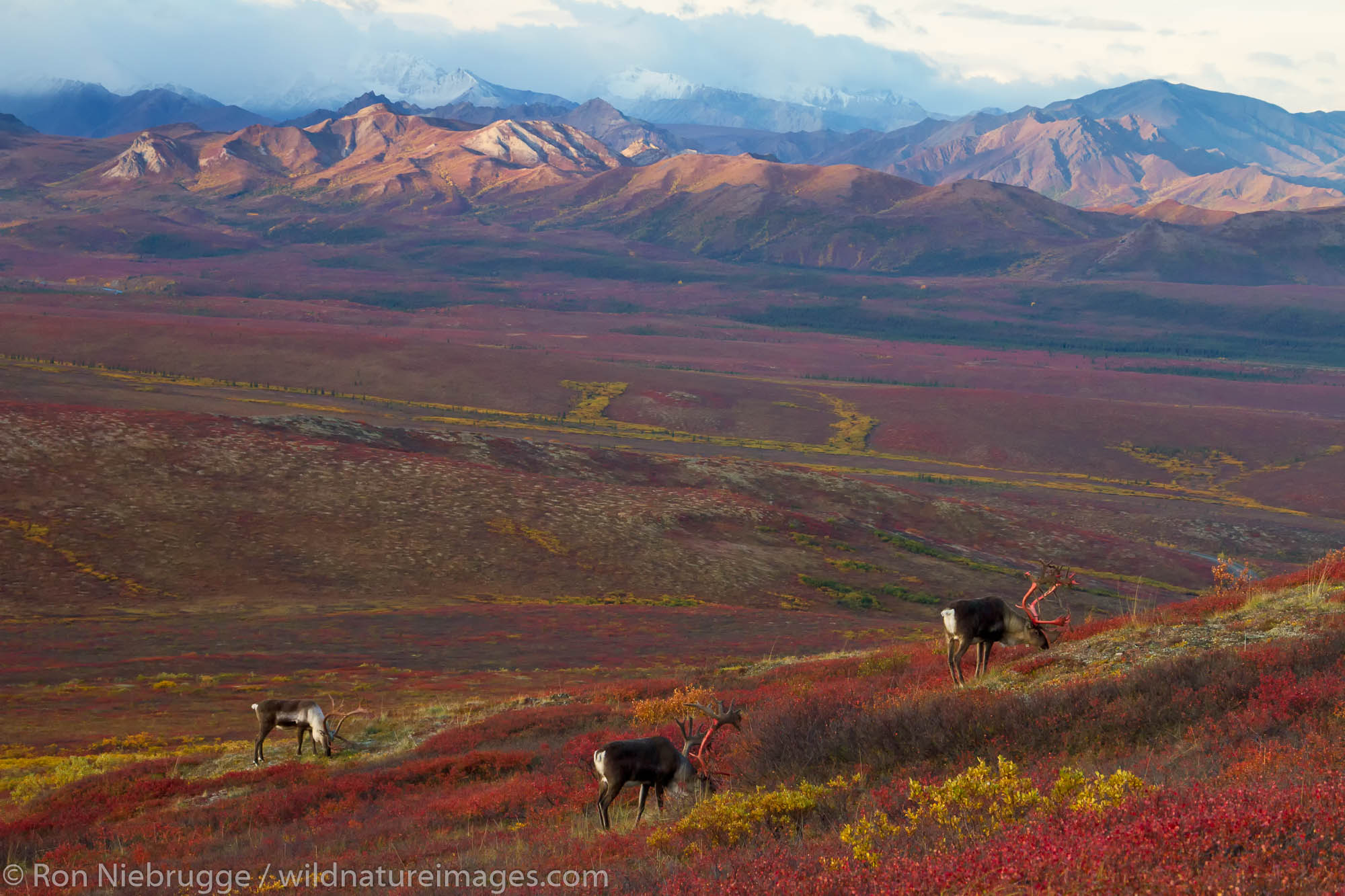 Bull caribou, Denali National Park, Alaska.