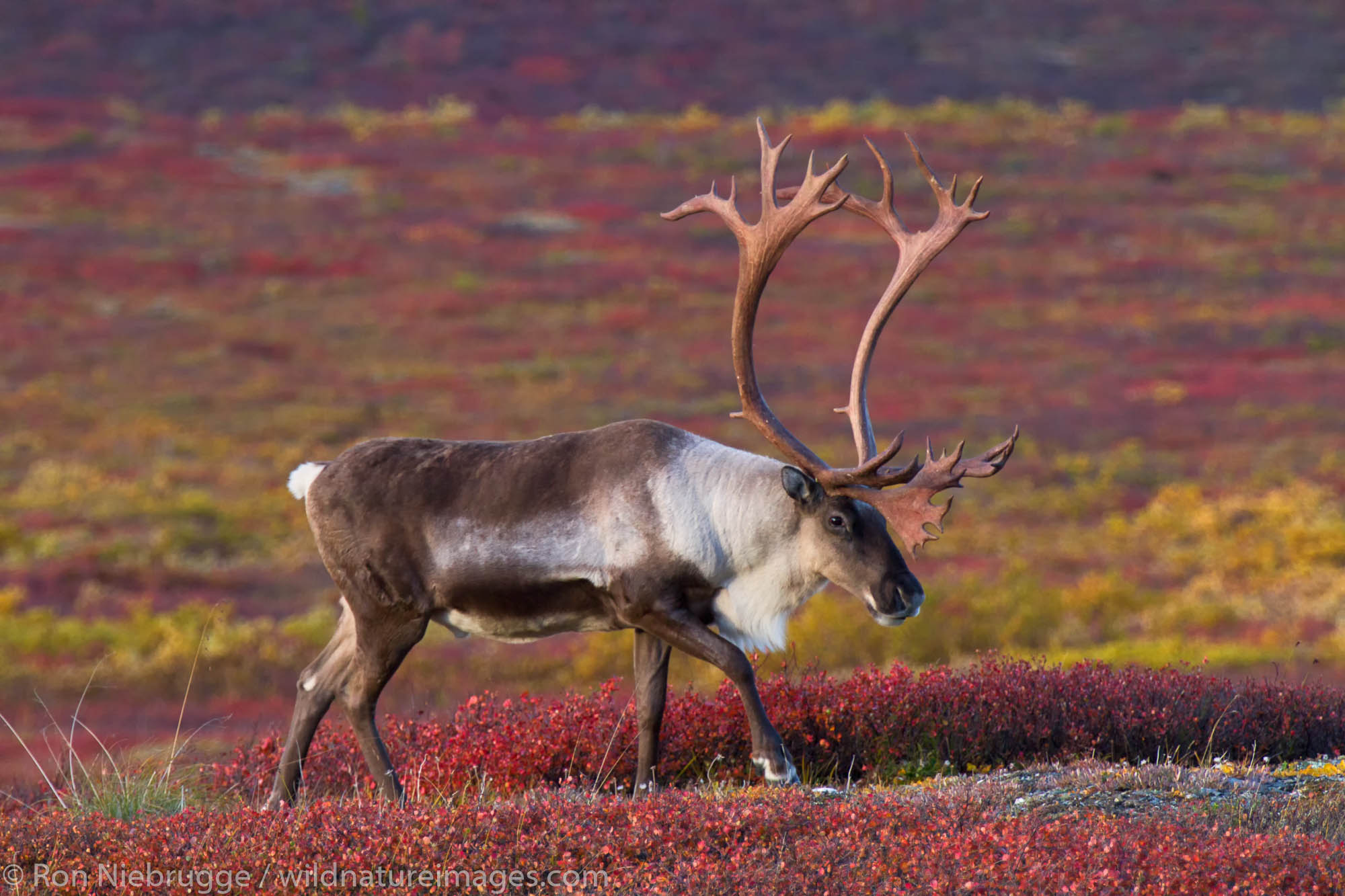 Bull caribou, Denali National Park, Alaska.