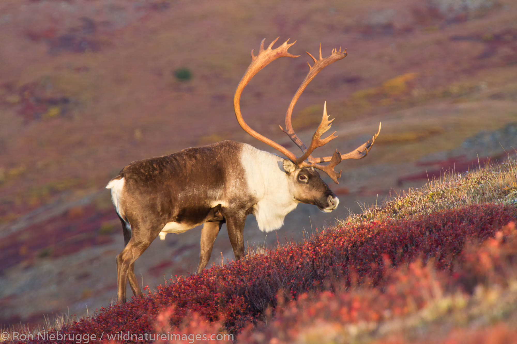 Caribou Denali National Park, Alaska. Photos by Ron Niebrugge