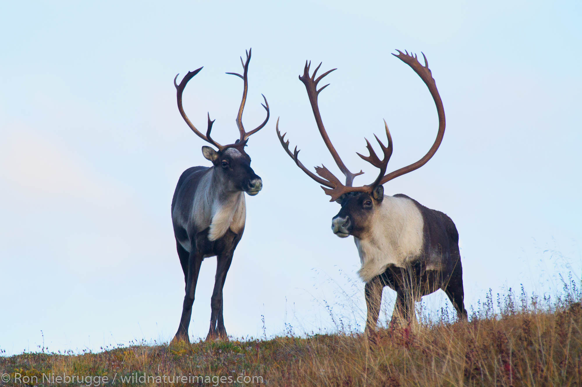 Bull caribou, Denali National Park, Alaska.