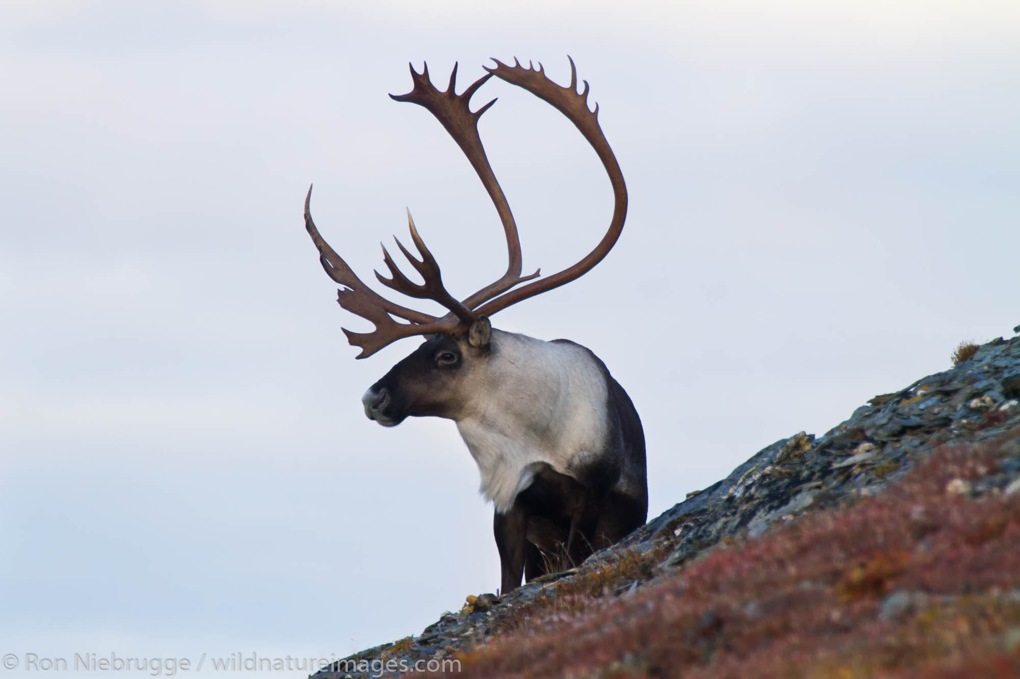 Bull caribou, Denali National Park, Alaska.
