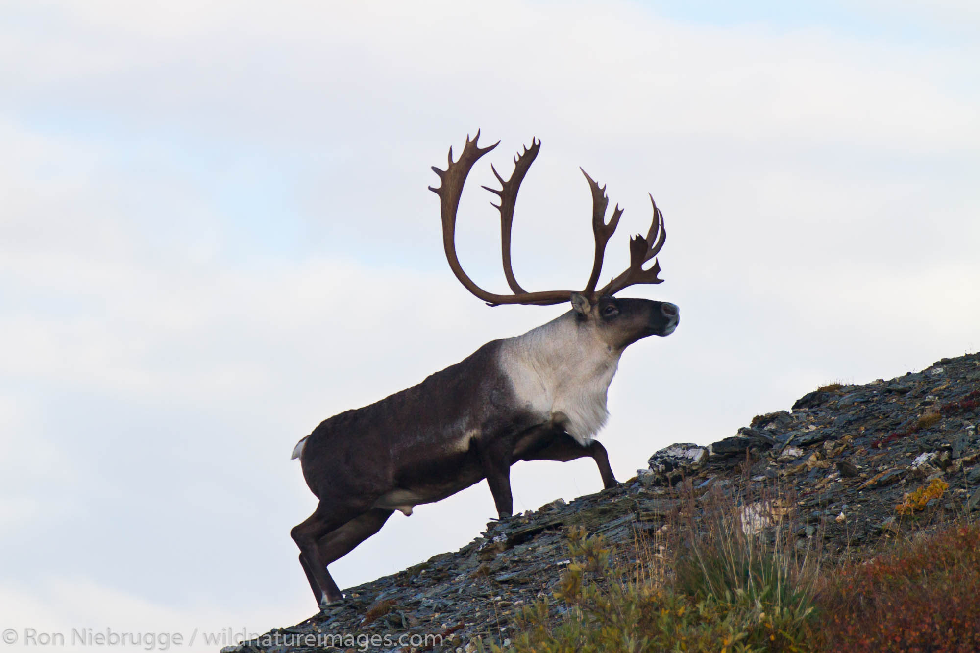 Bull caribou, Denali National Park, Alaska.