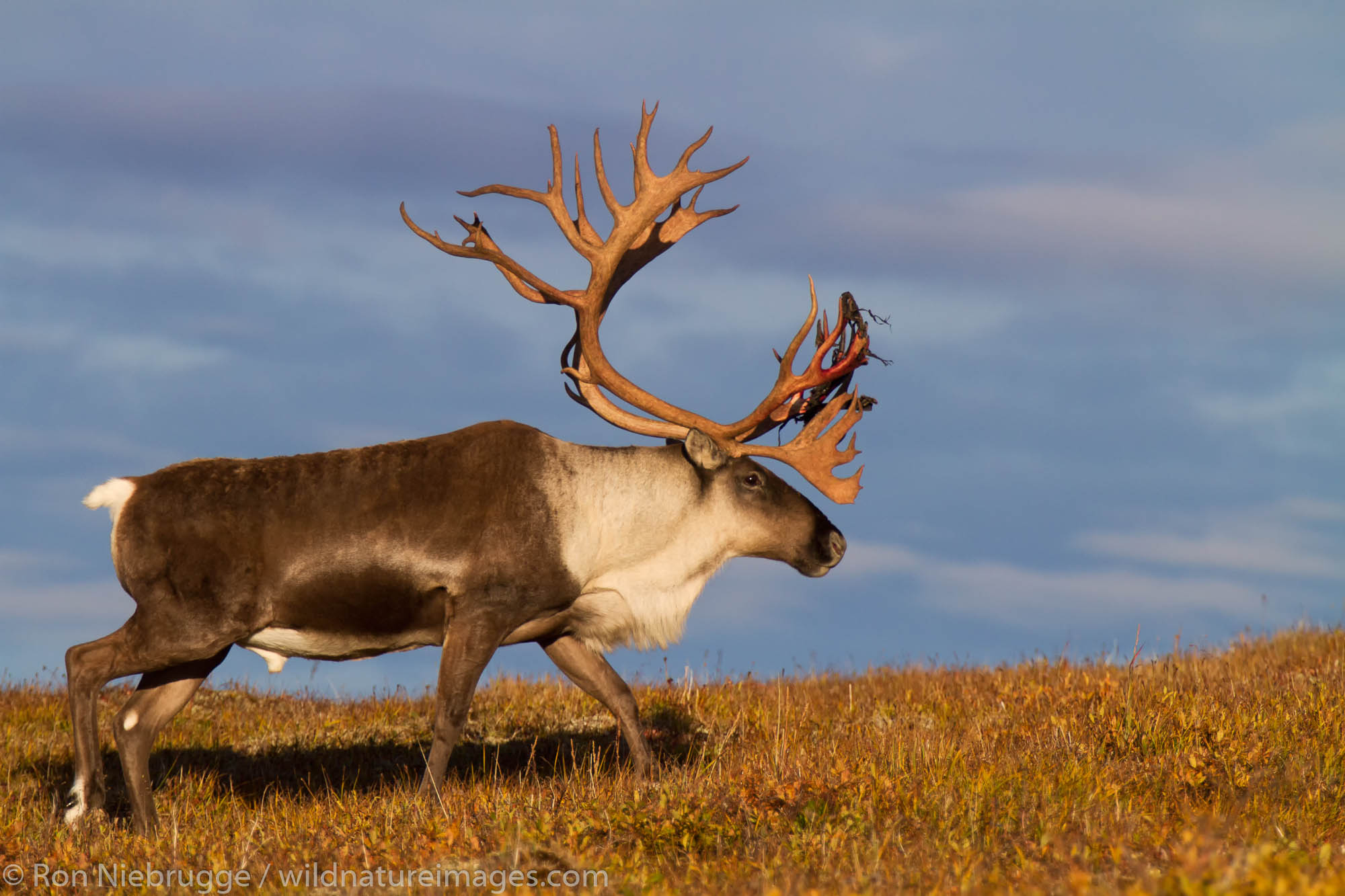 Bull caribou, Denali National Park, Alaska.