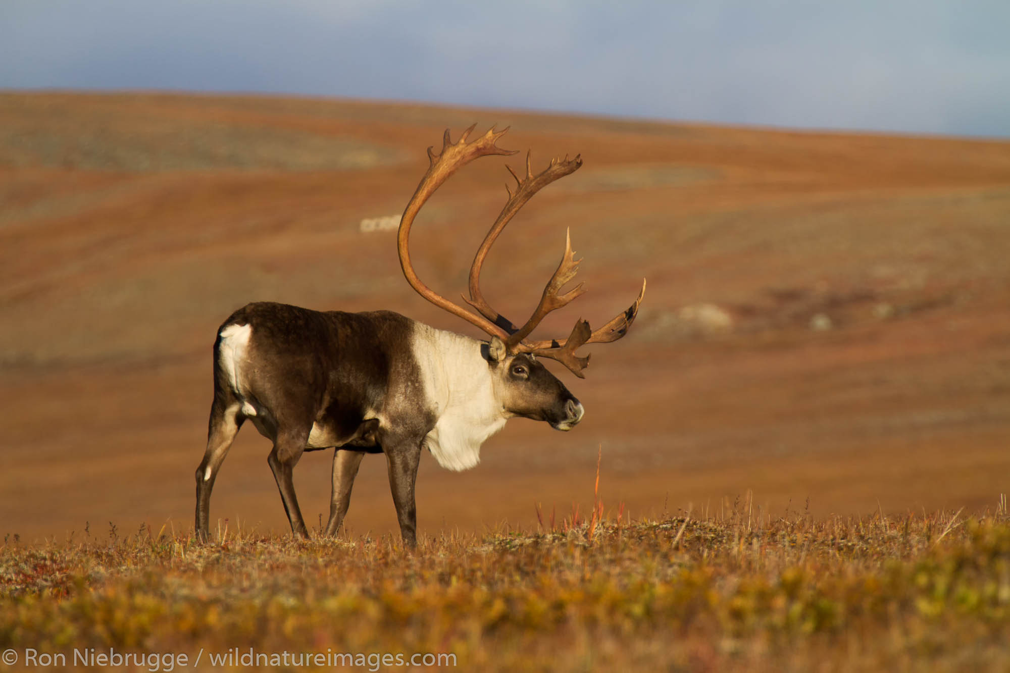 Bull caribou, Denali National Park, Alaska.