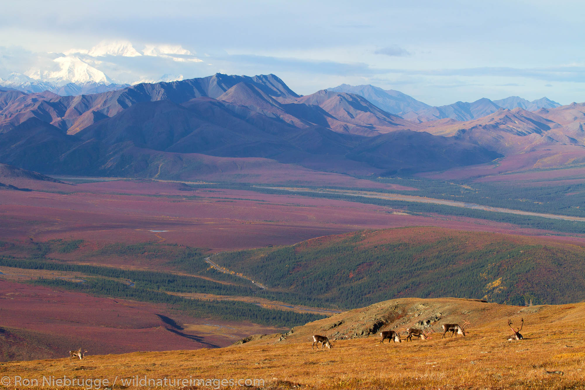 Bull caribou, Denali National Park, Alaska.