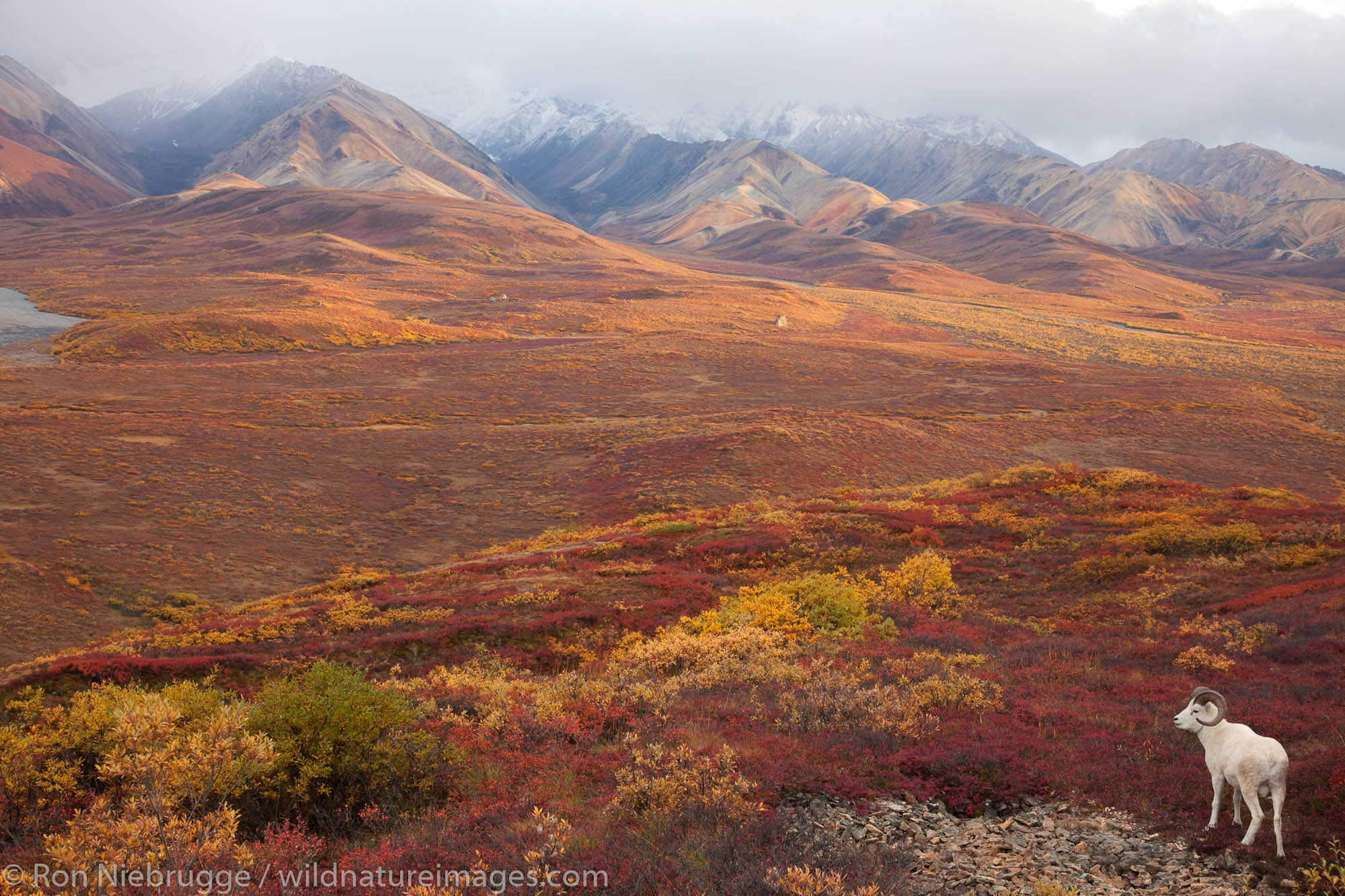 Dall's Sheep, Polychrome Pass, Denali National Park, Alaska.