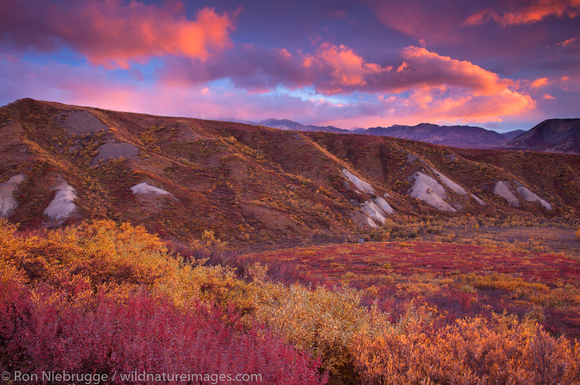 Sunset in Sable Pass, Denali National Park, Alaska.