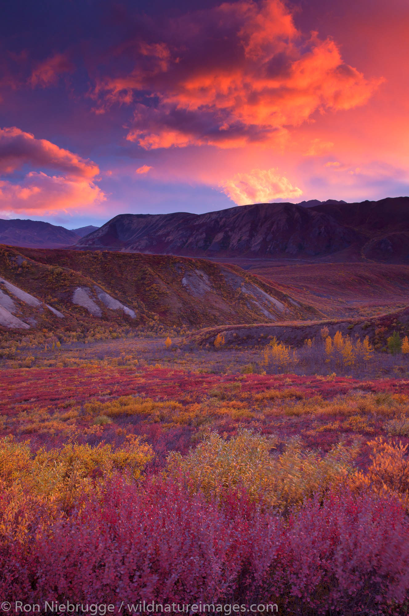 Autumn Sunset, Denali Sunset in Sable Pass, Denali National Park, Alaska.