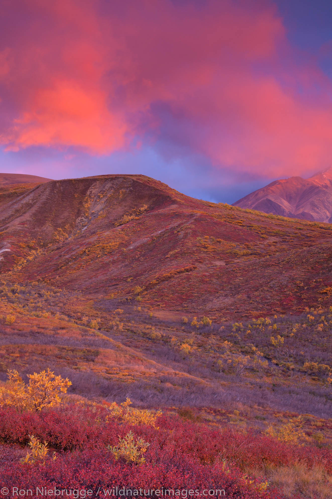 Sunset in Sable Pass, Denali National Park, Alaska.