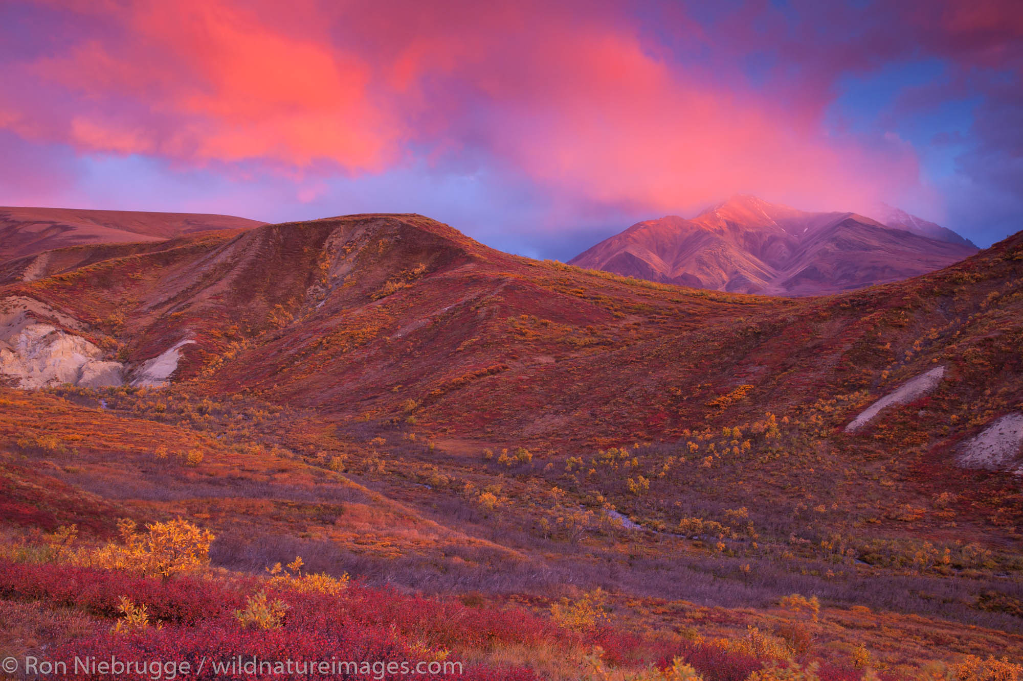 Sunset in Sable Pass, Denali National Park, Alaska.