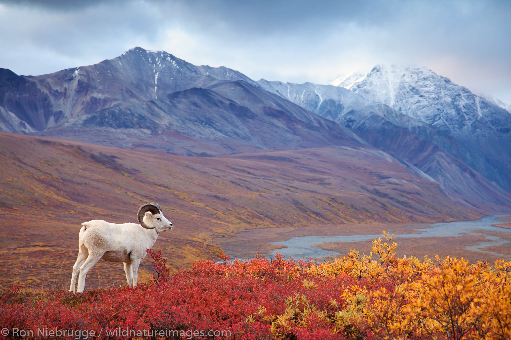 Dall's sheep in Polychrome Pass, Denali National Park, Alaska.