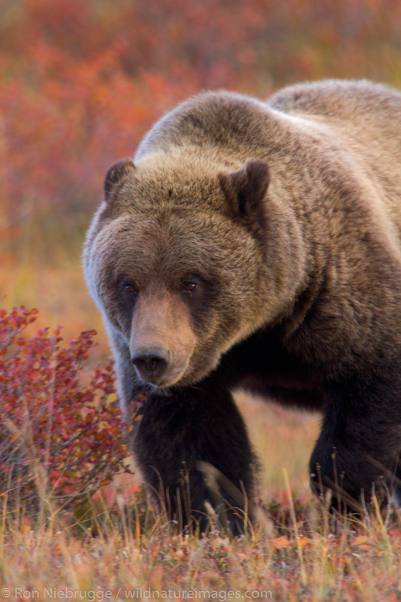 Grizzly bear, Denali National Park, Alaska.