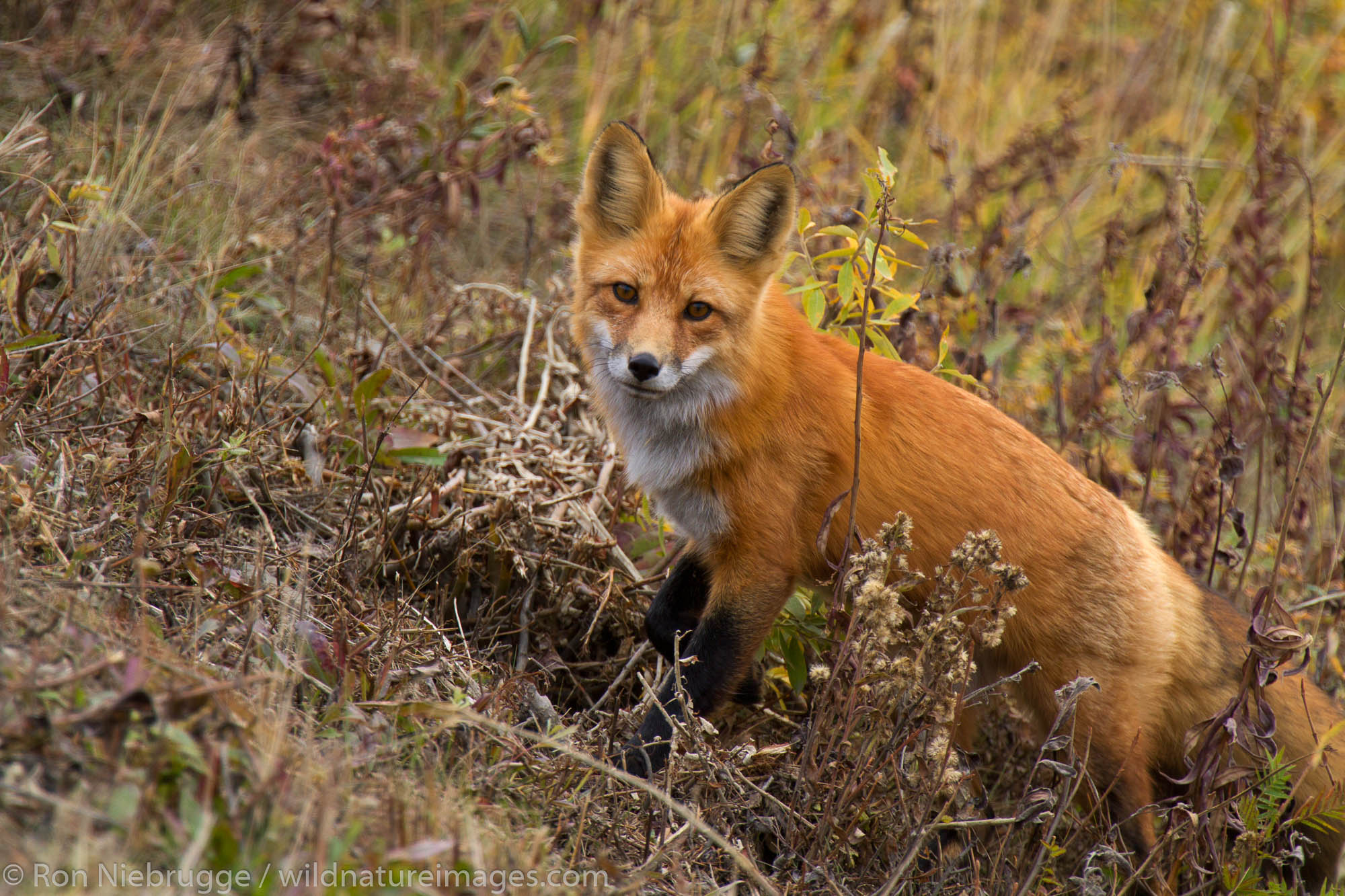 Red fox, Denali National Park, Alaska.
