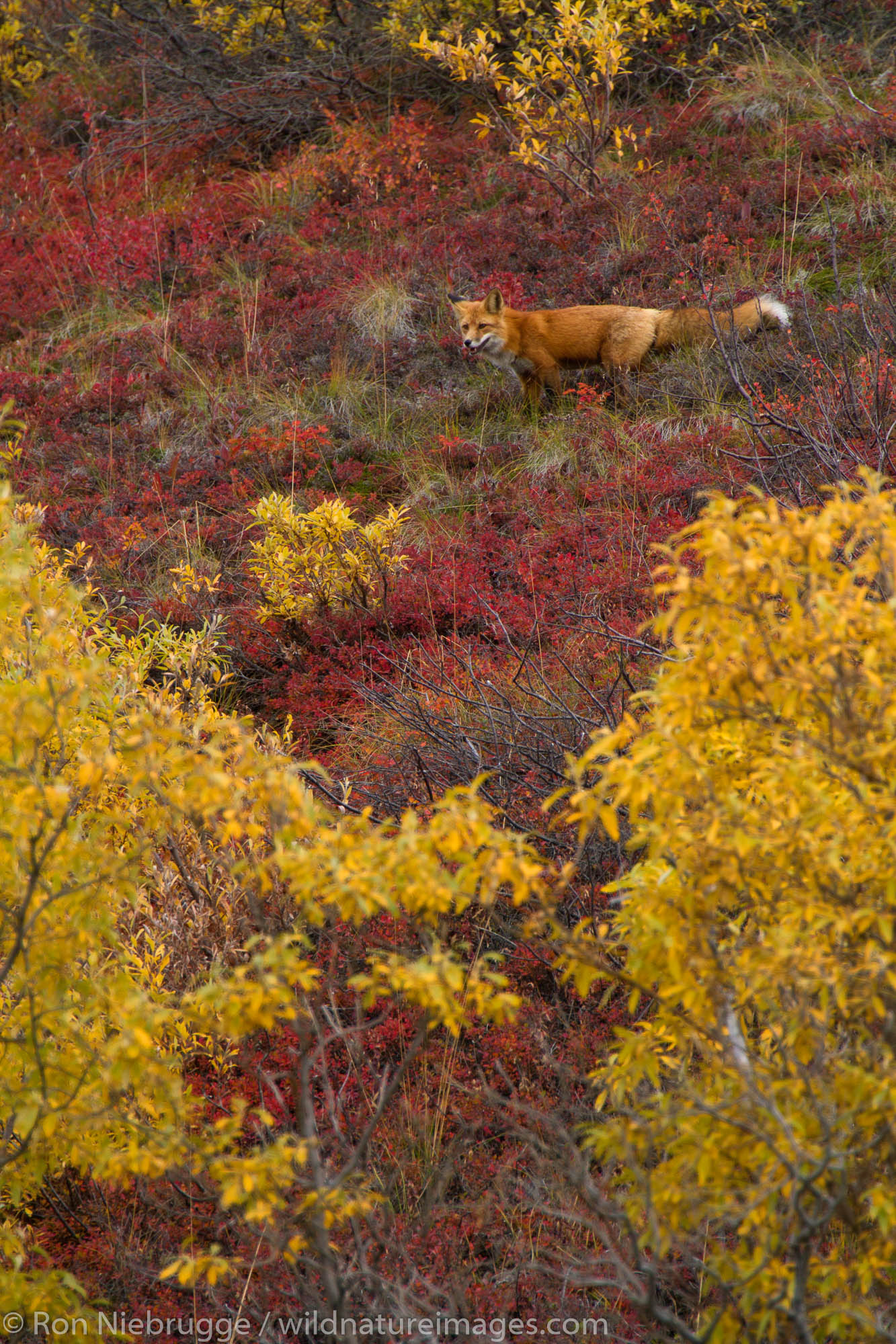 Red fox, Denali National Park, Alaska.