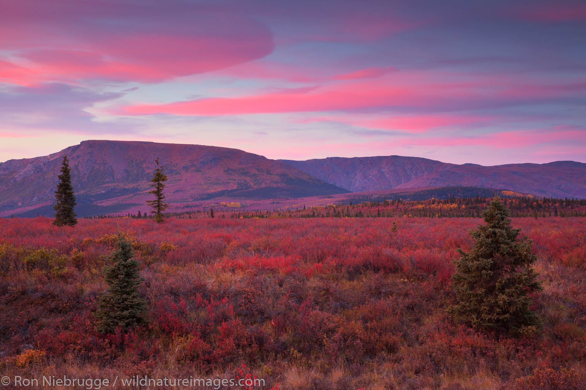 Sunset at Teklanika, Denali National Park, Alaska.
