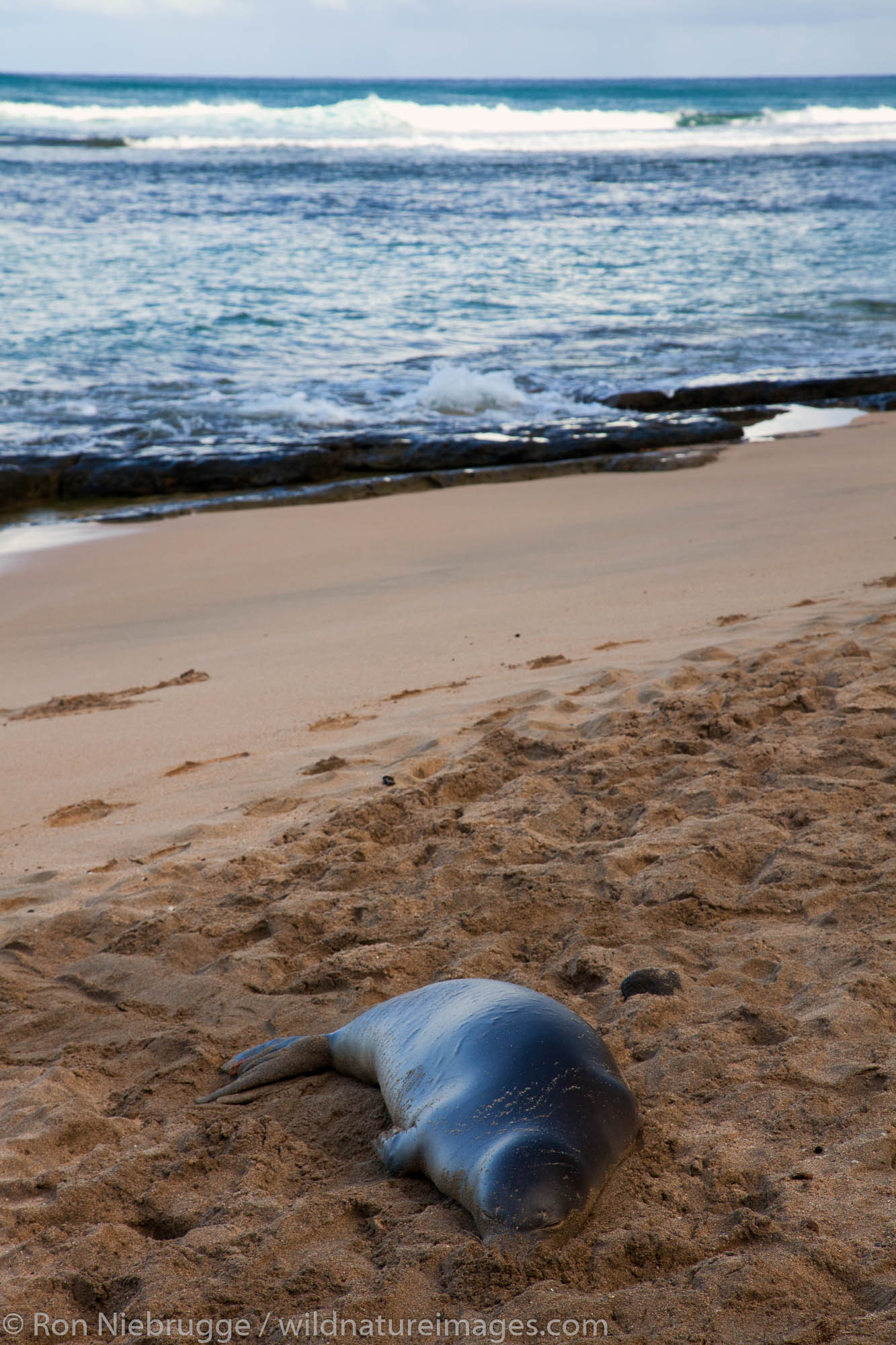 Hawaiian monk seal on Ke'e Beach at the beginning of the Na Pali Coast, Kauai, Hawaii.