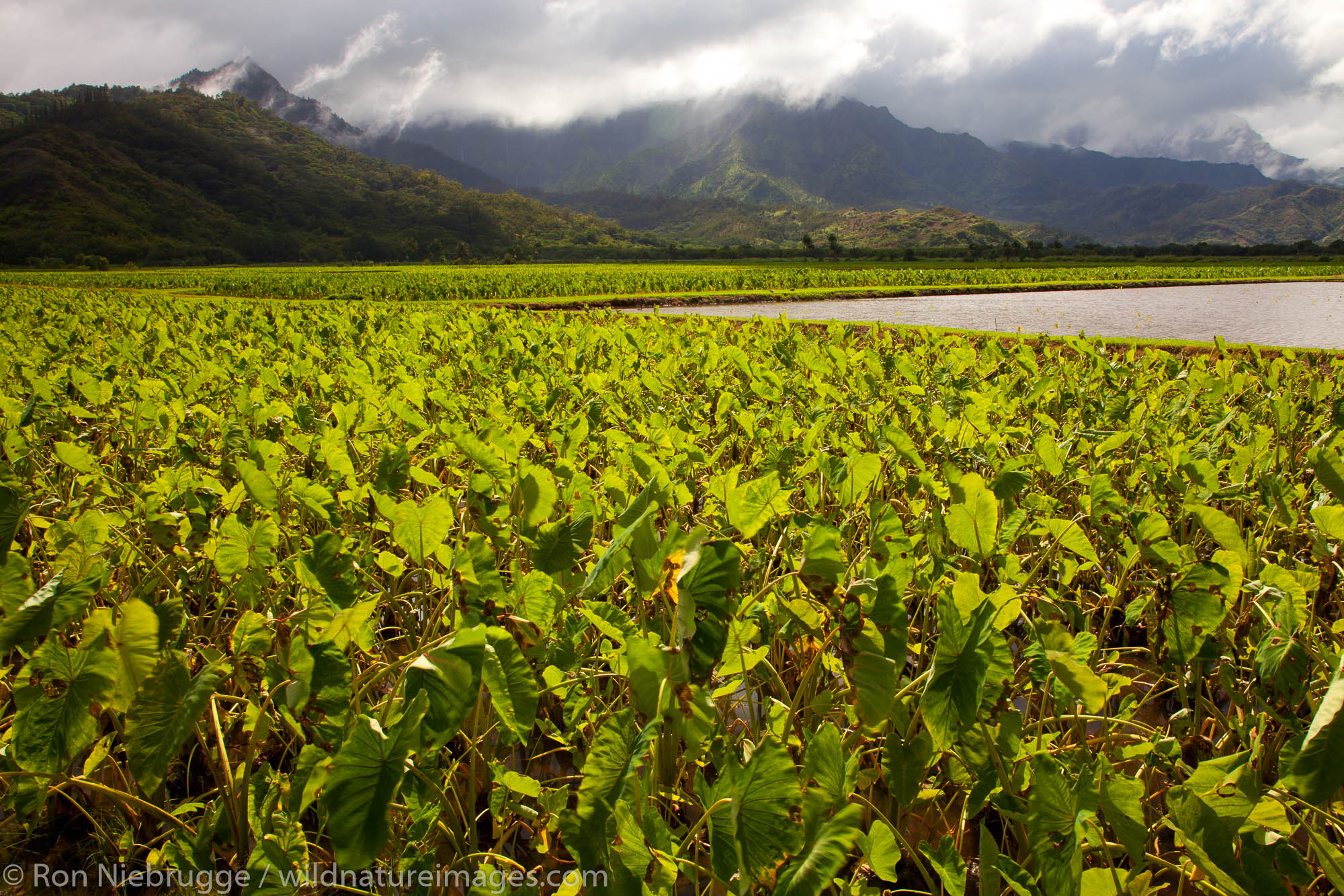 Taro fields, Hanalei, Kauai, Hawaii.