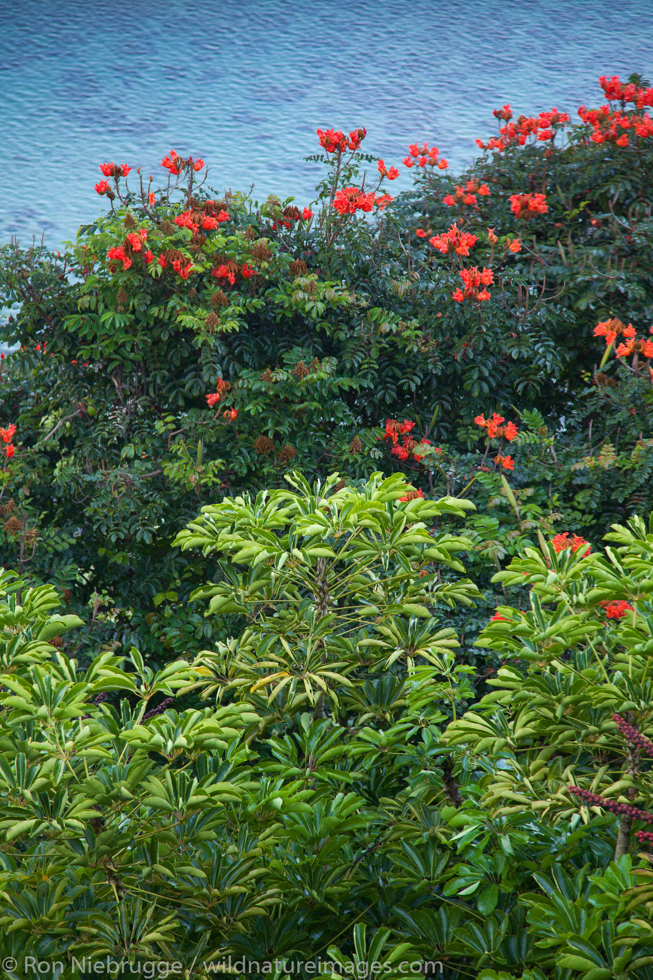 Coast off Princeville, Kauai, Hawaii.