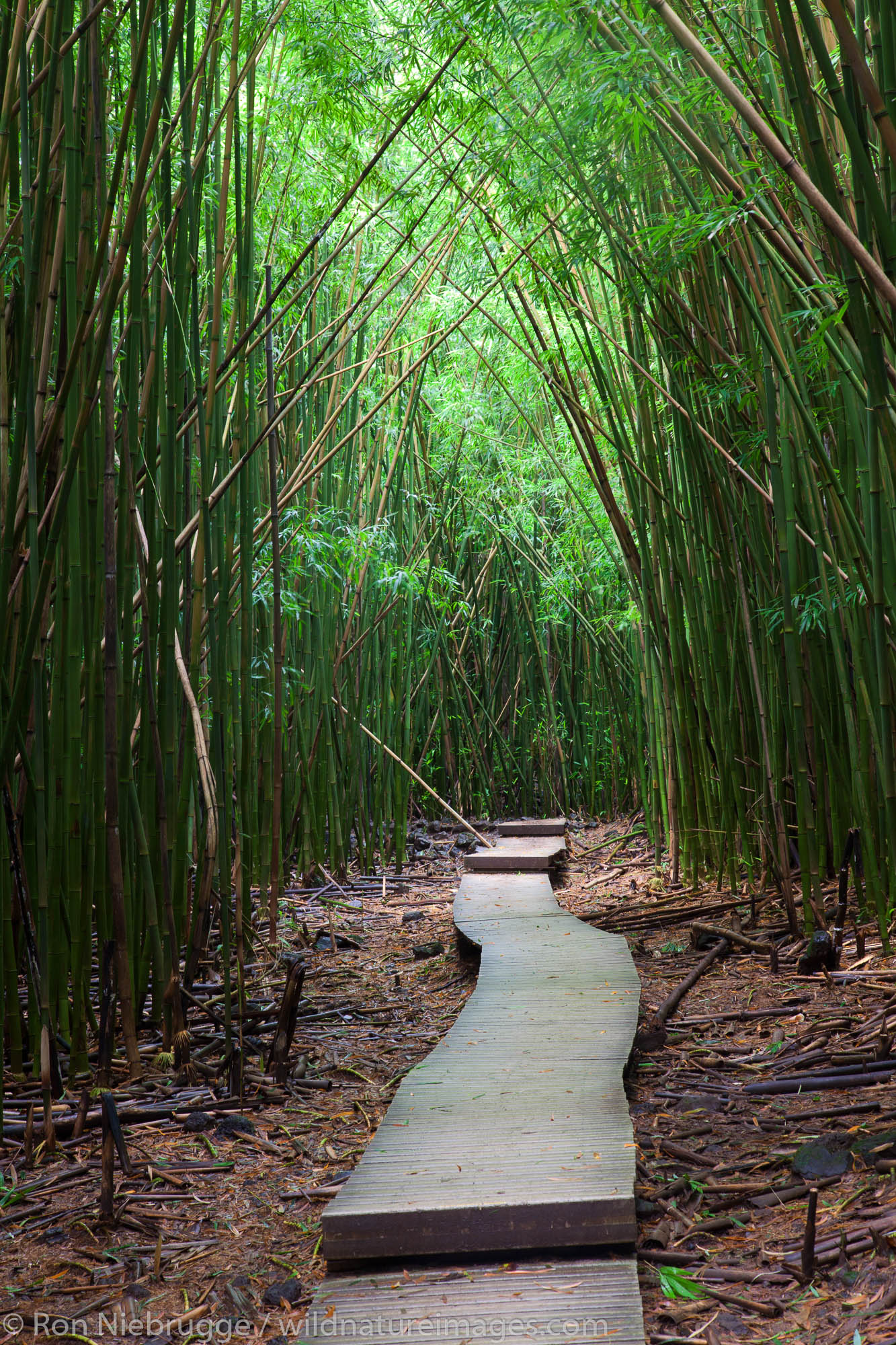 Bamboo forest along the Pipiwai Trail above the Ohe'o Gulch - aka Seven Sacred Pools, Haleakala National Park, near Hana, Maui...