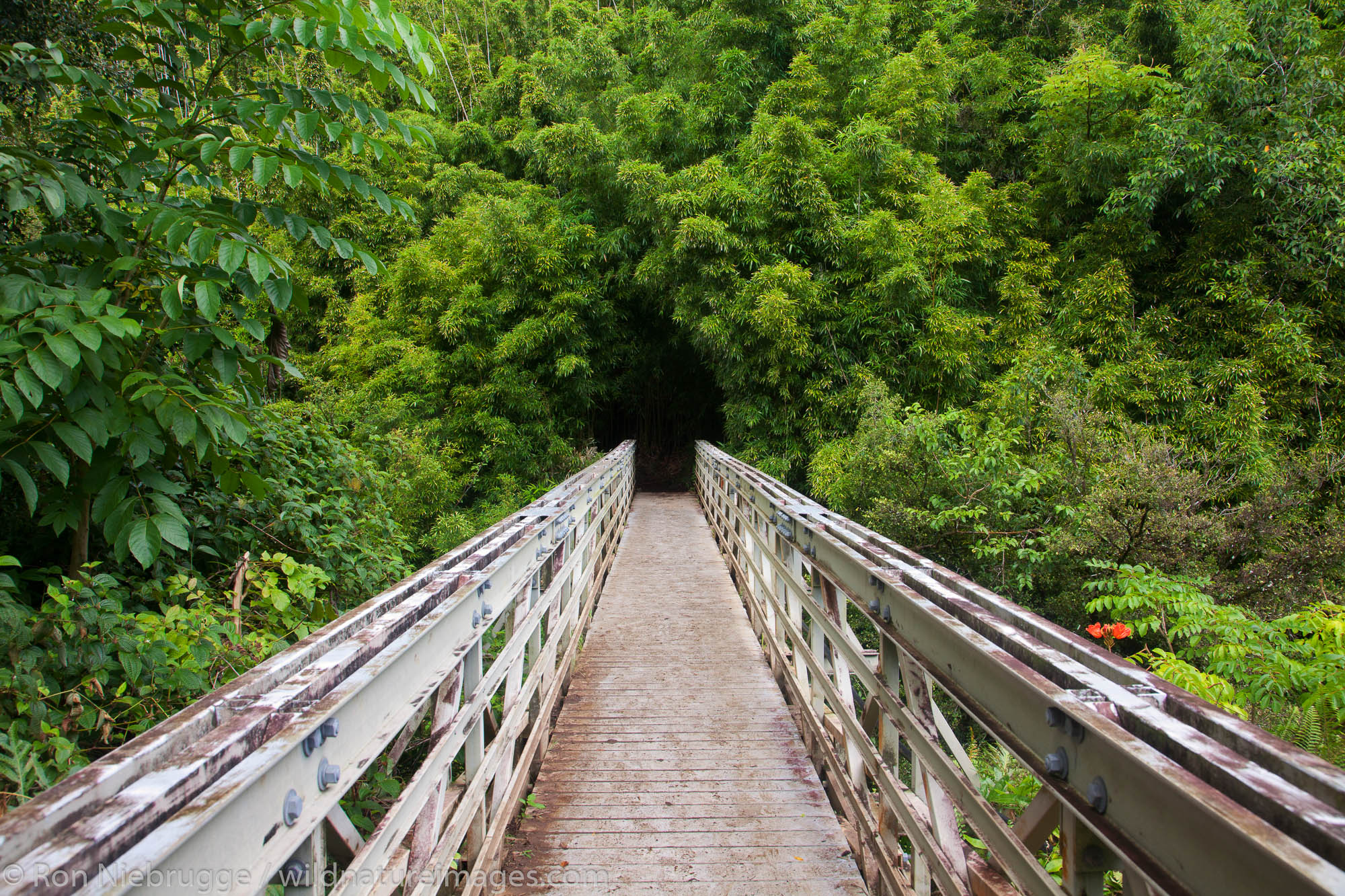 Along the Pipiwai Trail above the Ohe'o Gulch - aka Seven Sacred Pools, Haleakala National Park, near Hana, Maui, Hawaii.