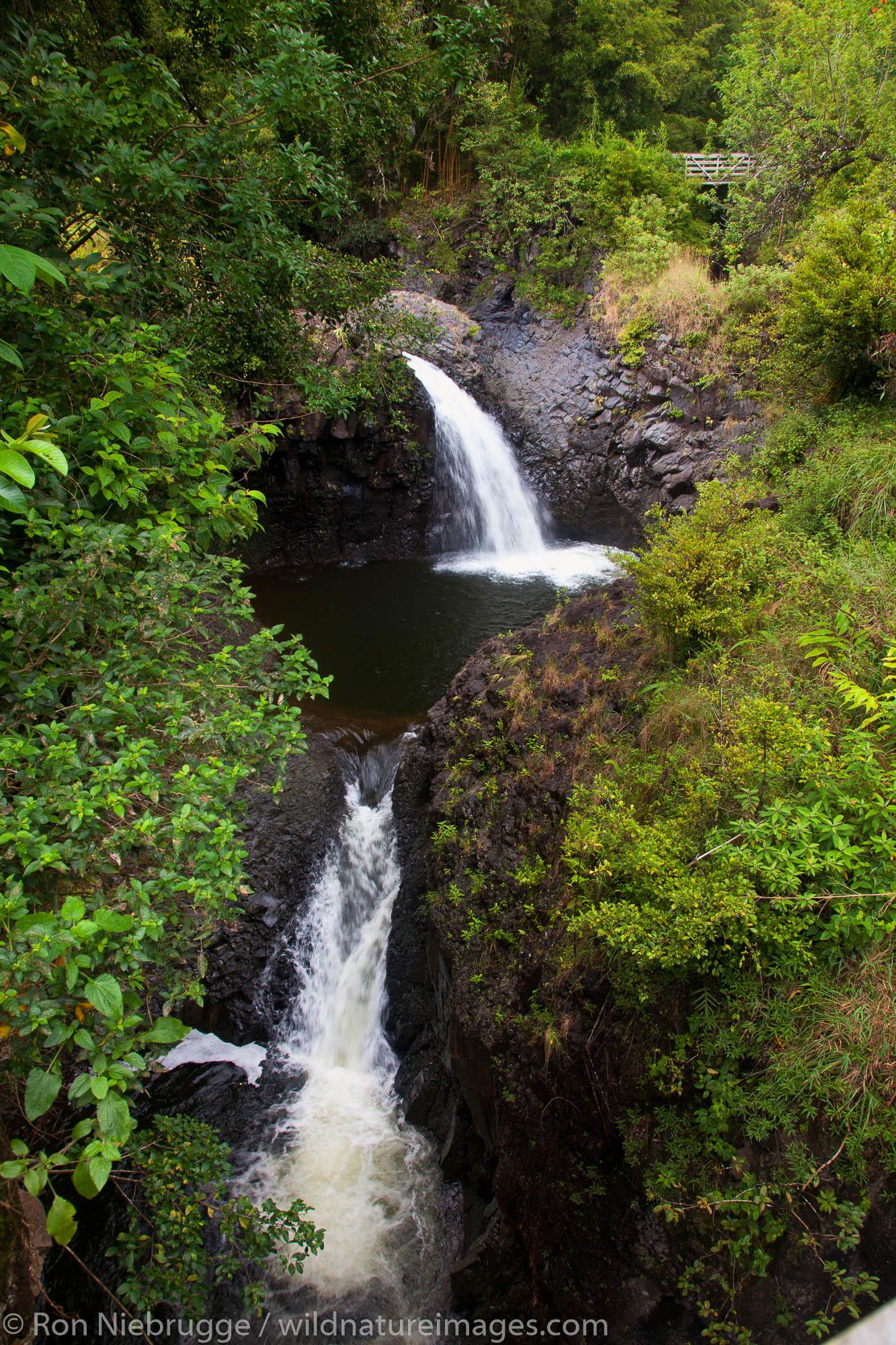 Along the Pipiwai Trail above the Ohe'o Gulch - aka Seven Sacred Pools, Haleakala National Park, near Hana, Maui, Hawaii.