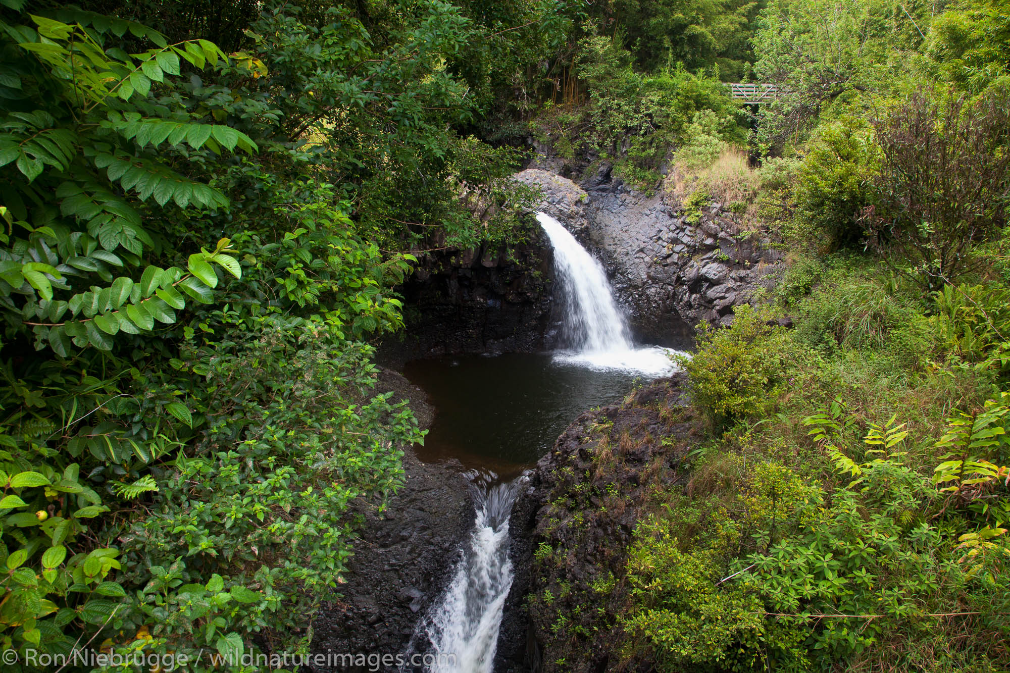 Along the Pipiwai Trail above the Ohe'o Gulch - aka Seven Sacred Pools, Haleakala National Park, near Hana, Maui, Hawaii.