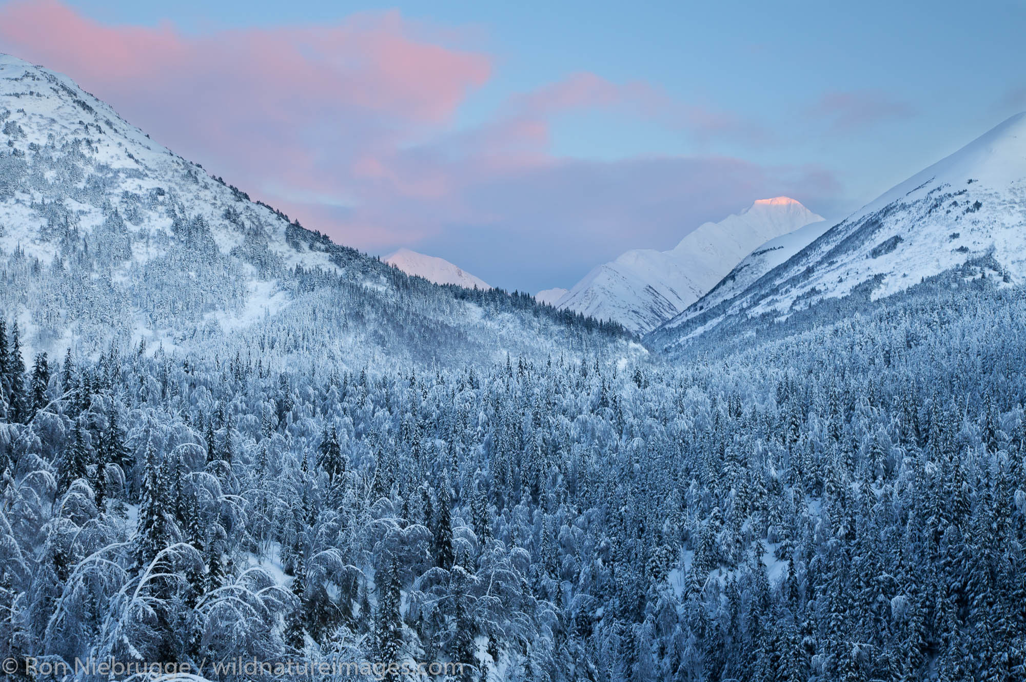 Snowy trees at sunset, Chugach National Forest, Alaska.