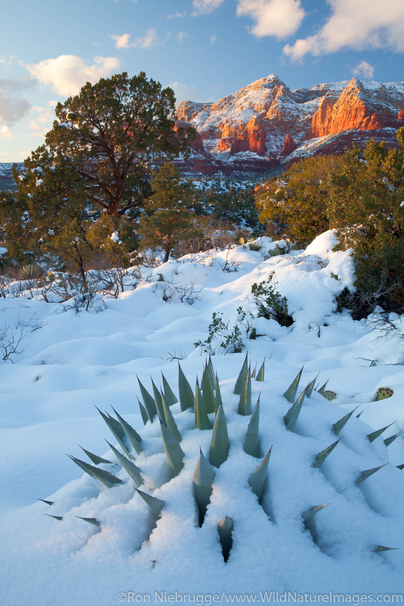 Winter snow on Schnebly Hill, Coconino National Forest, Sedona, Arizona.