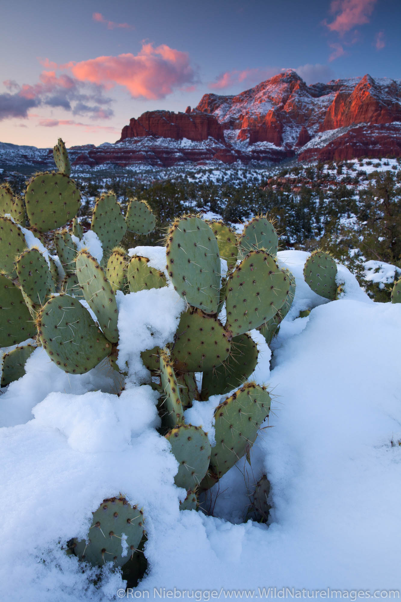 Winter snow on Schnebly Hill, Coconino National Forest, Sedona, Arizona.