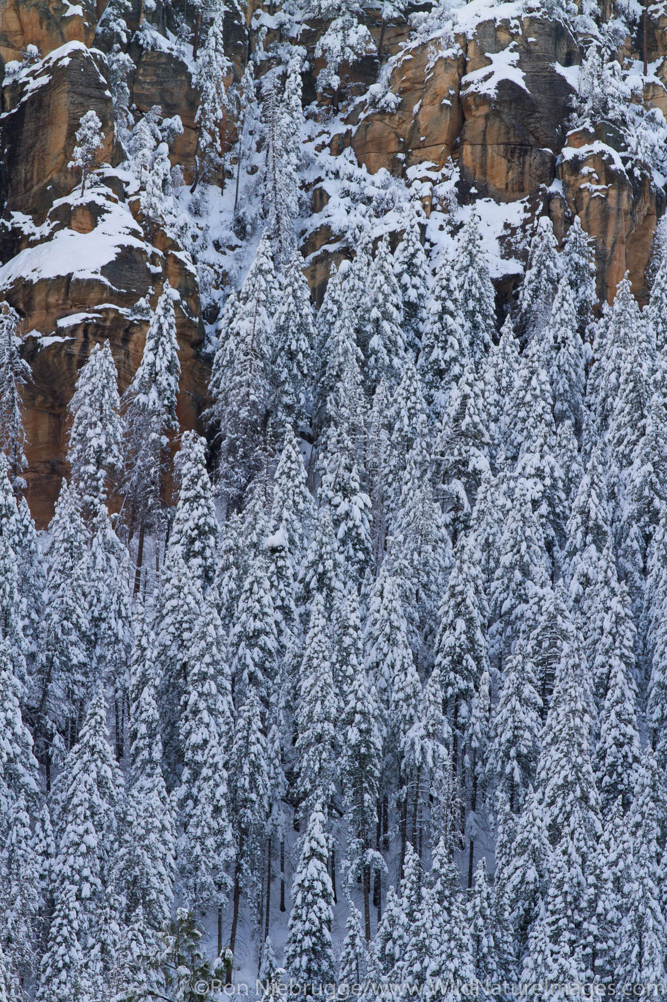 Winter snow along Oak Creek Canyon, Sedona, Arizona.