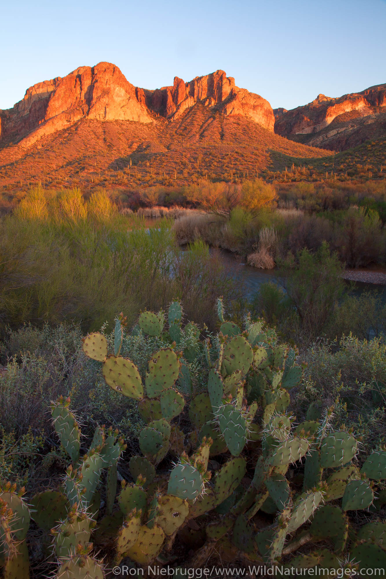 The Salt River, Tonto National Forest, East of Phoenix, Arizona.