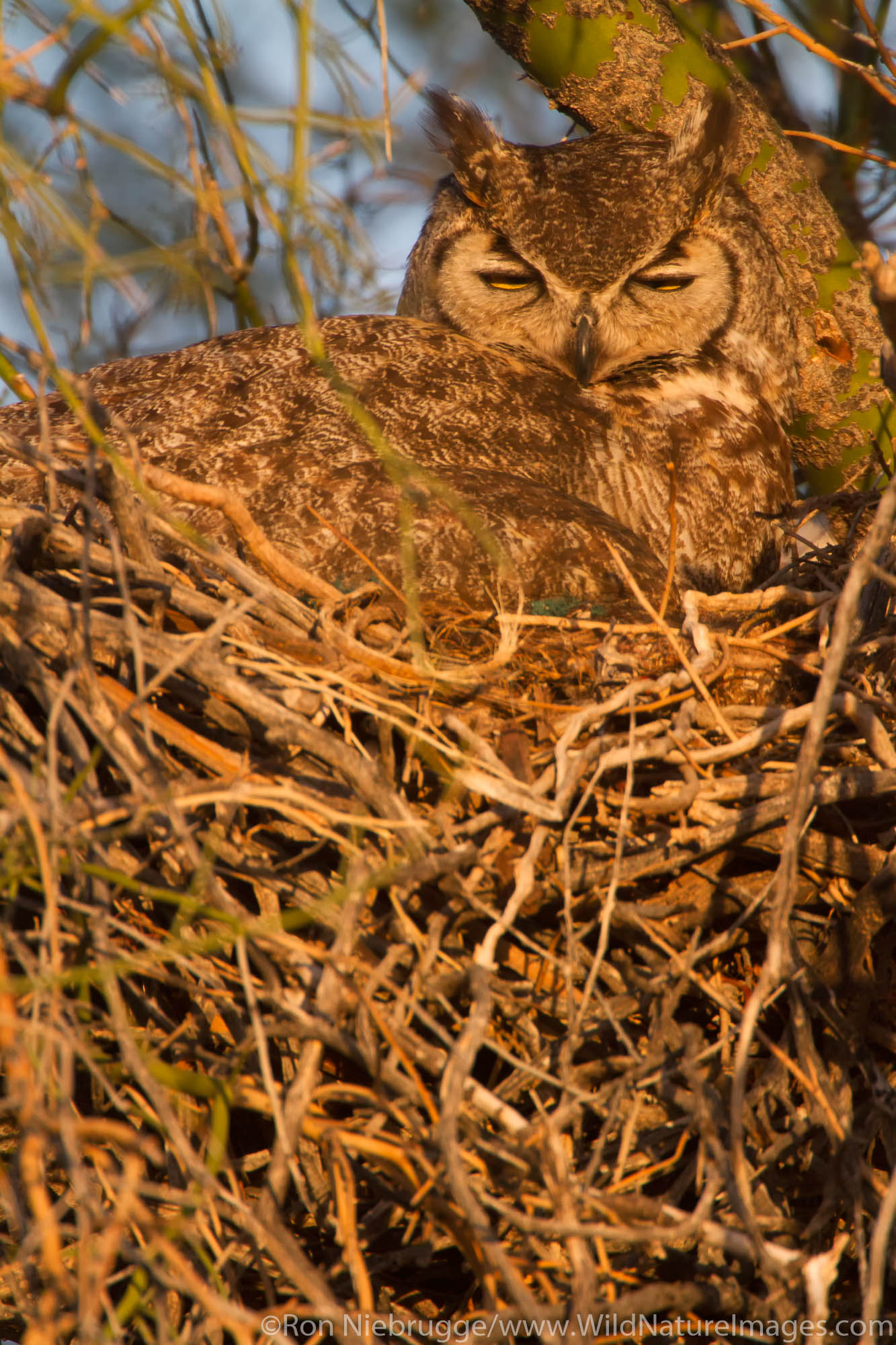 Great Horned Owl, (Bubo virginianus) at McDowell Mountain Regional Park, near Fountain Hills and East of Phoenix, Arizona.