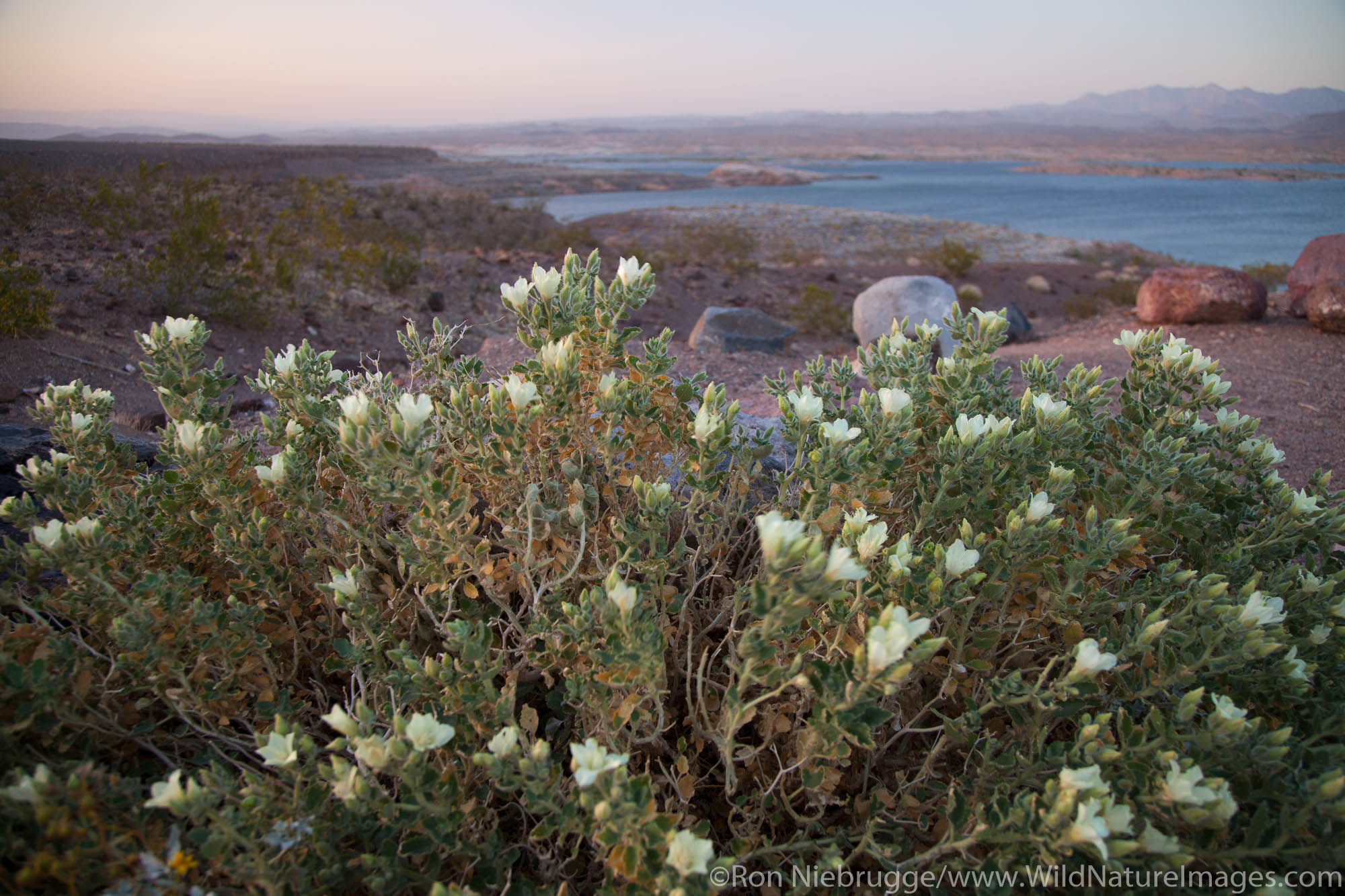 Wildflowers along the shore of Lake Mead, Lake Mead National Recreation Area, near Las Vegas, Nevada.