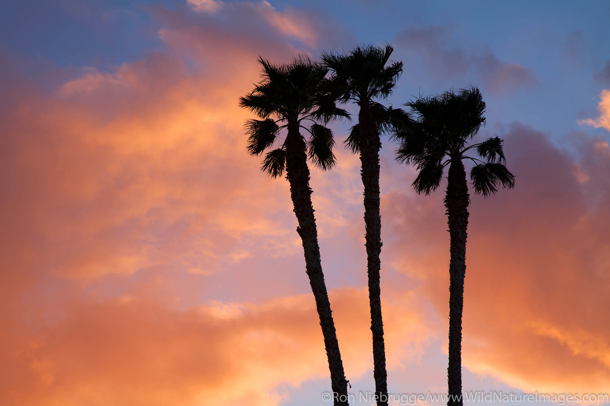 Palm trees at the Callville Bay Marina, Lake Mead National Recreation Area, near Las Vegas, Nevada.
