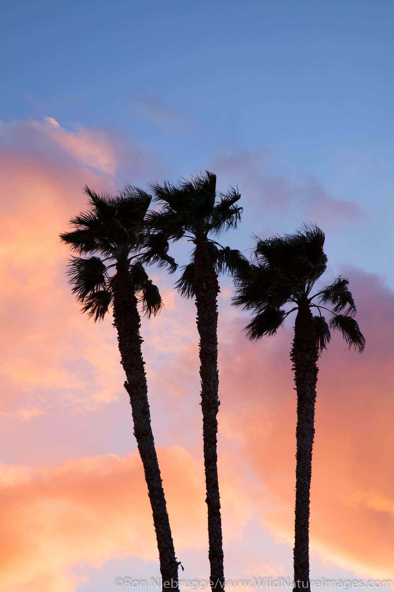 Palm trees at the Callville Bay Marina, Lake Mead National Recreation Area, near Las Vegas, Nevada.