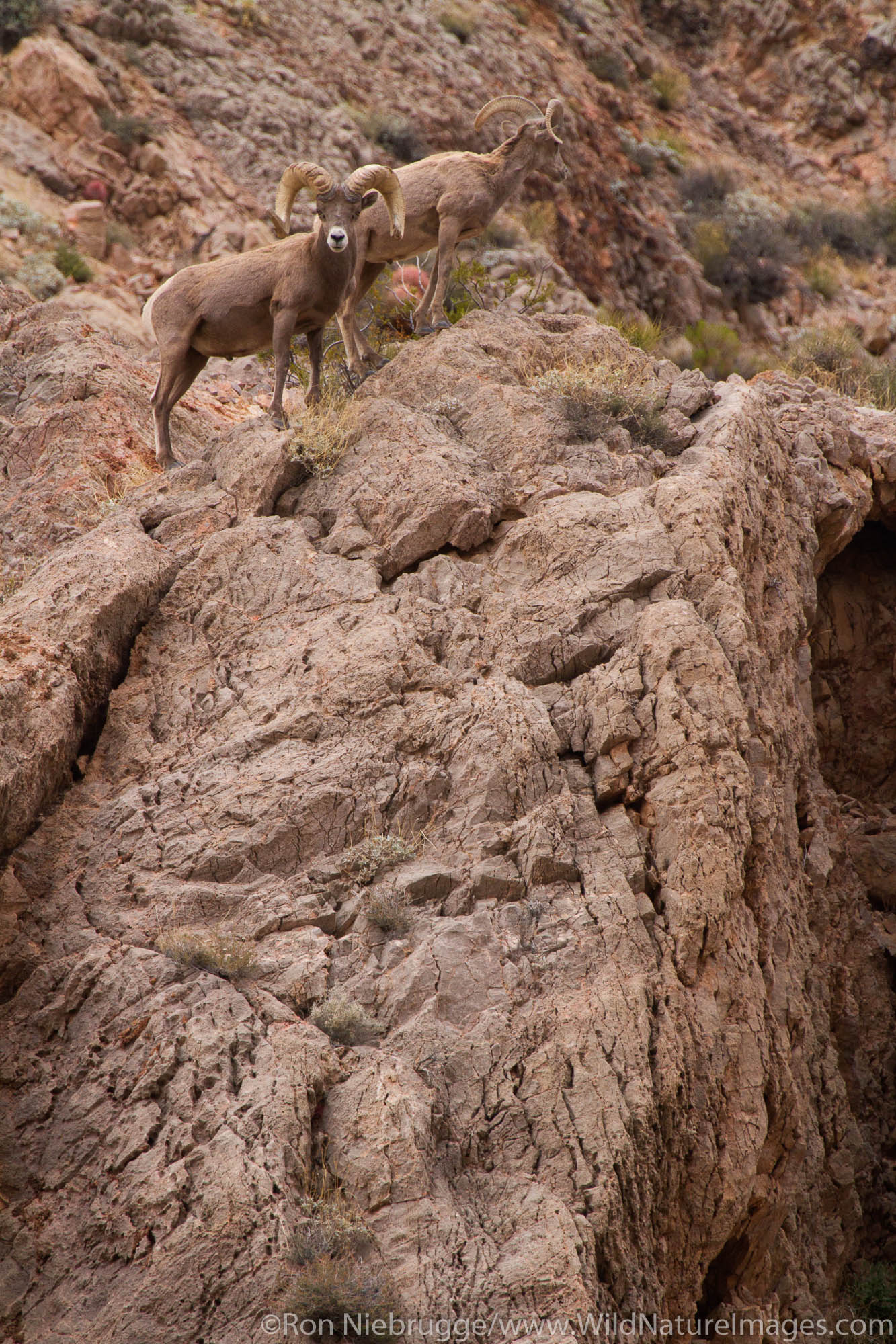 Desert Bighorn ram, Valley of Fire State Park, near Las Vegas, Nevada.