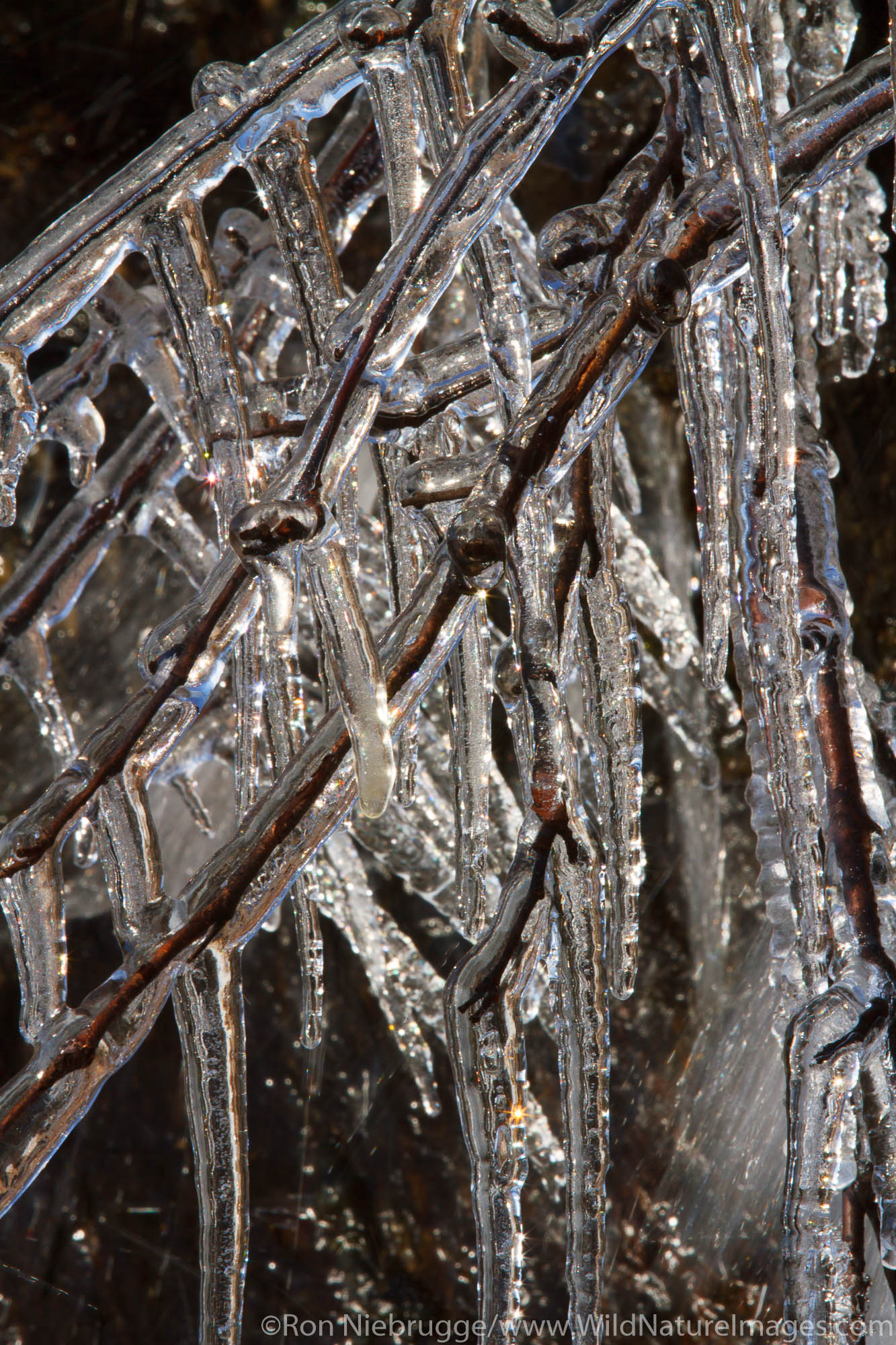 Icicles, Chugach National Forest, Alaska.