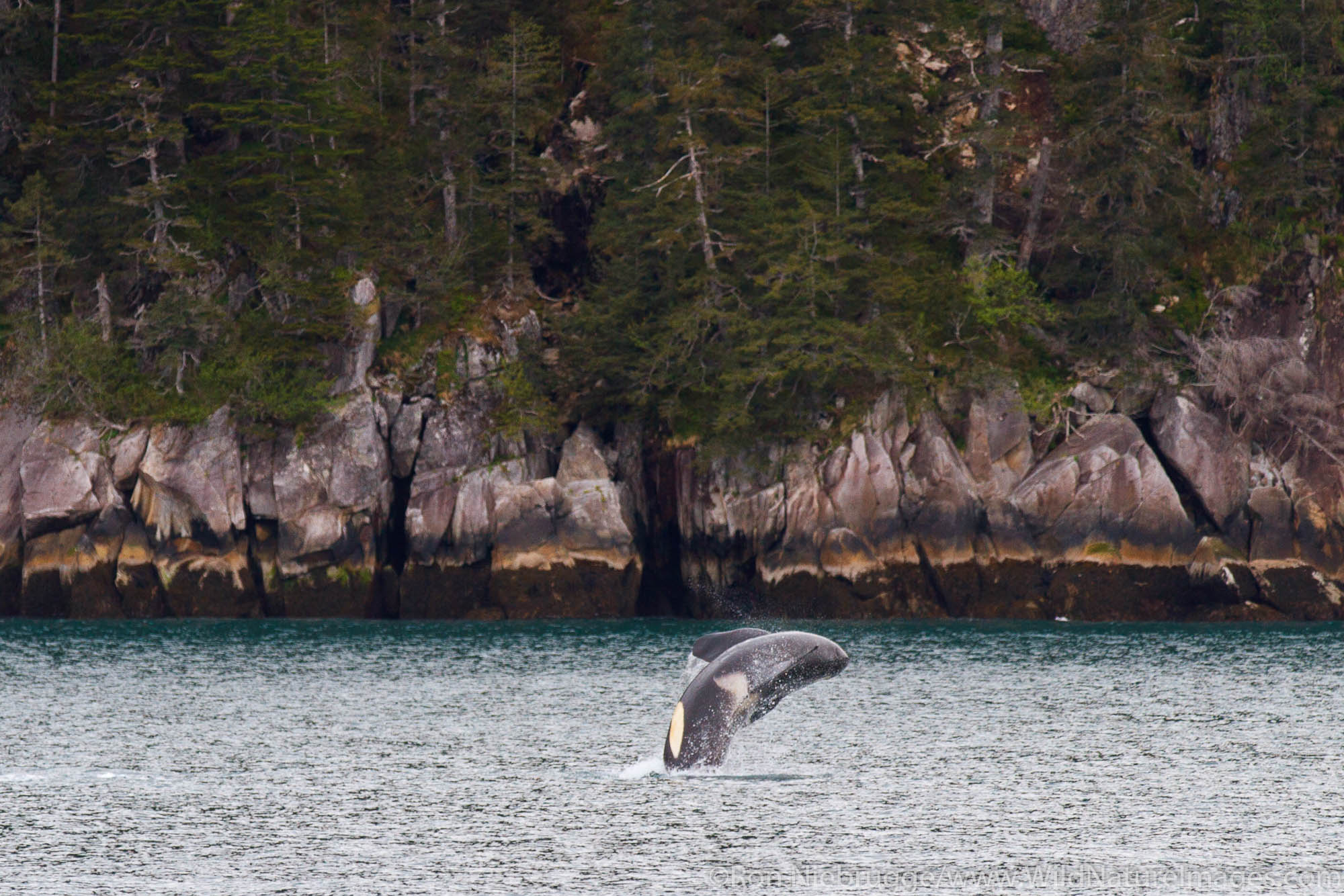 Breaching Orca Whale, Kenai Fjords National Park, near Seward, Alaska.