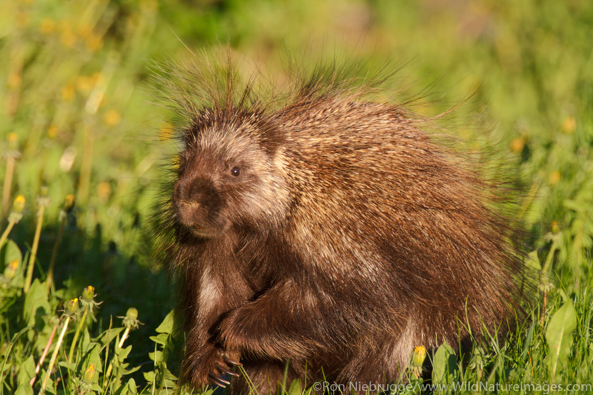 Porcupine, Kenai Fjords National Park, near Seward, Alaska.