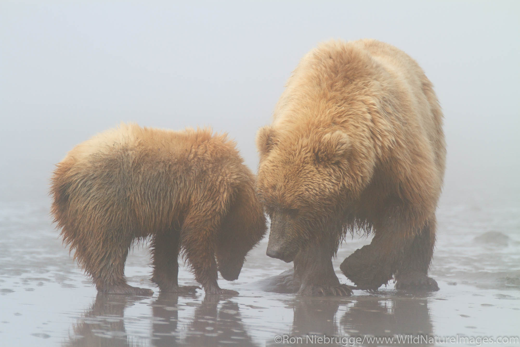 Sow and cub Brown or Grizzly Bear, Lake Clark National Park, Alaska.