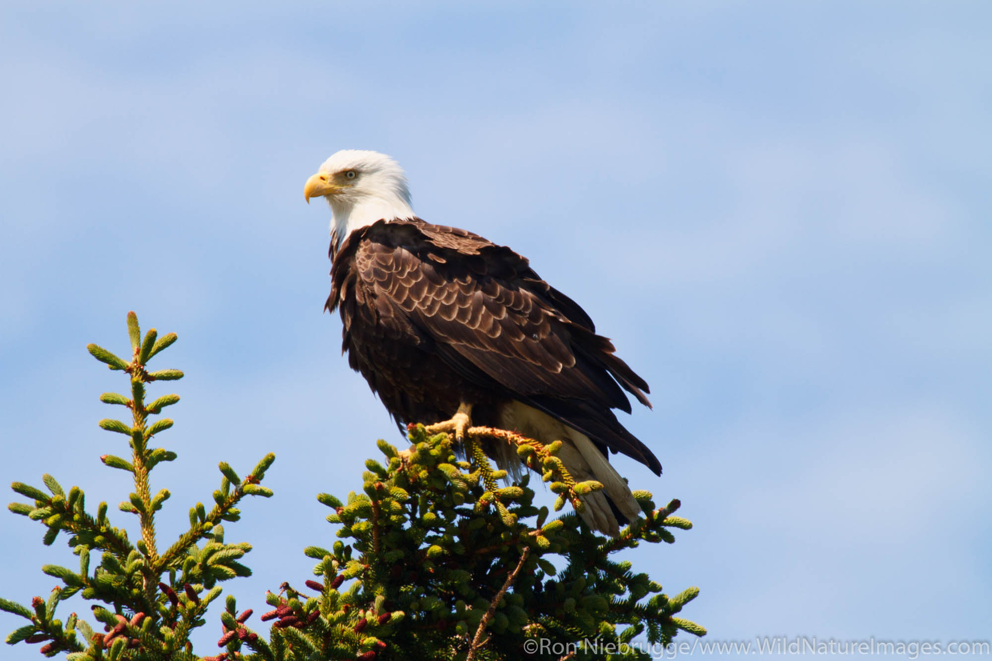 Bald Eagle, Lake Clark National Park, Alaska.