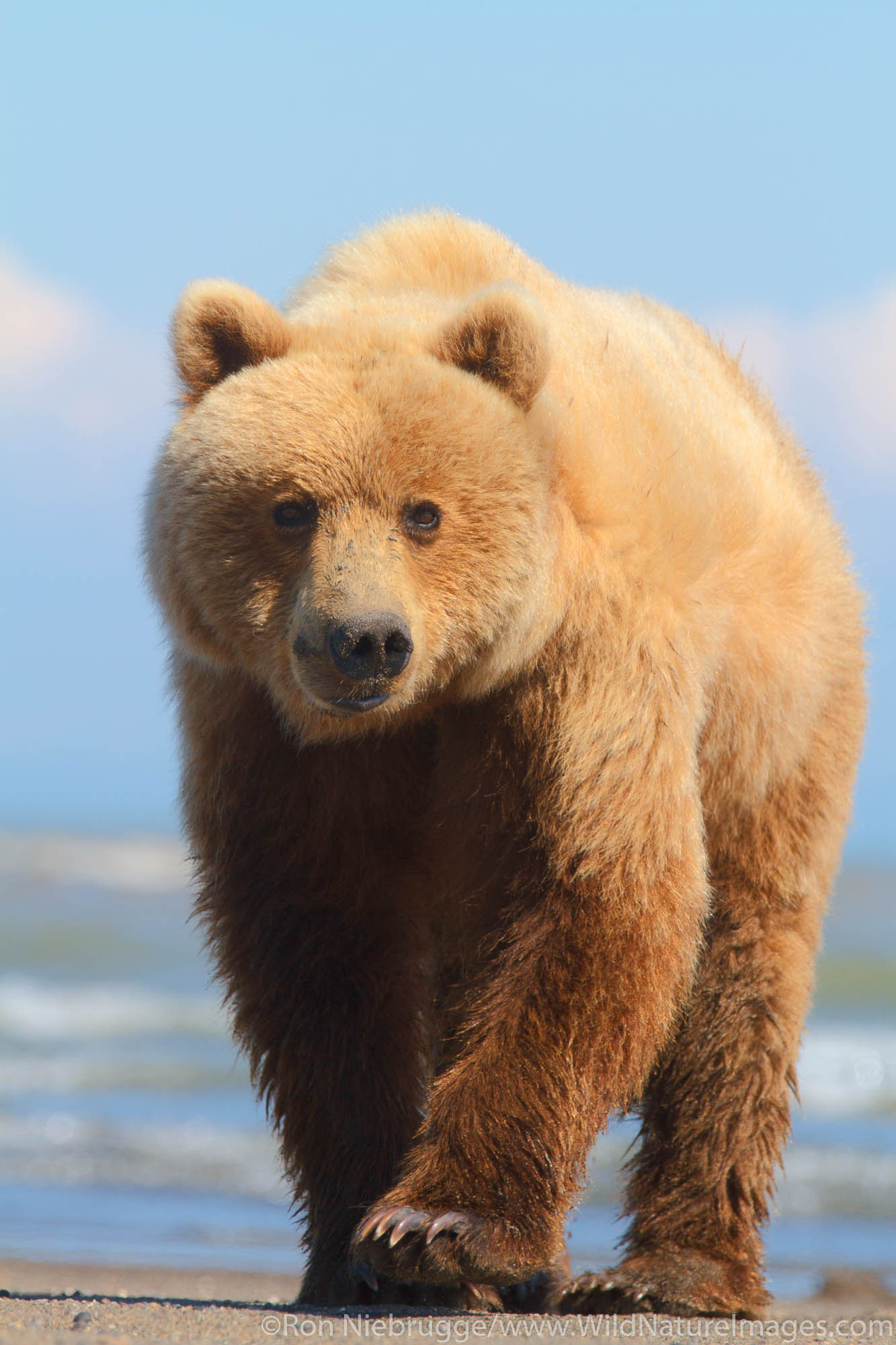 A Brown or Grizzly Bear, Lake Clark National Park, Alaska.