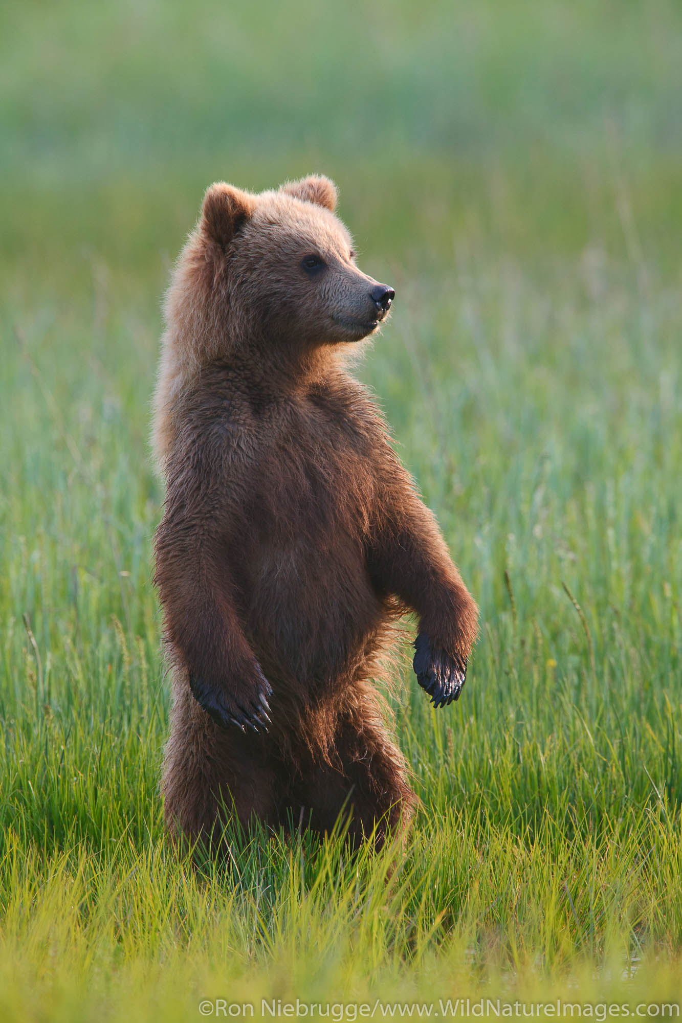 A Brown or Grizzly Bear spring cub, Lake Clark National Park, Alaska.