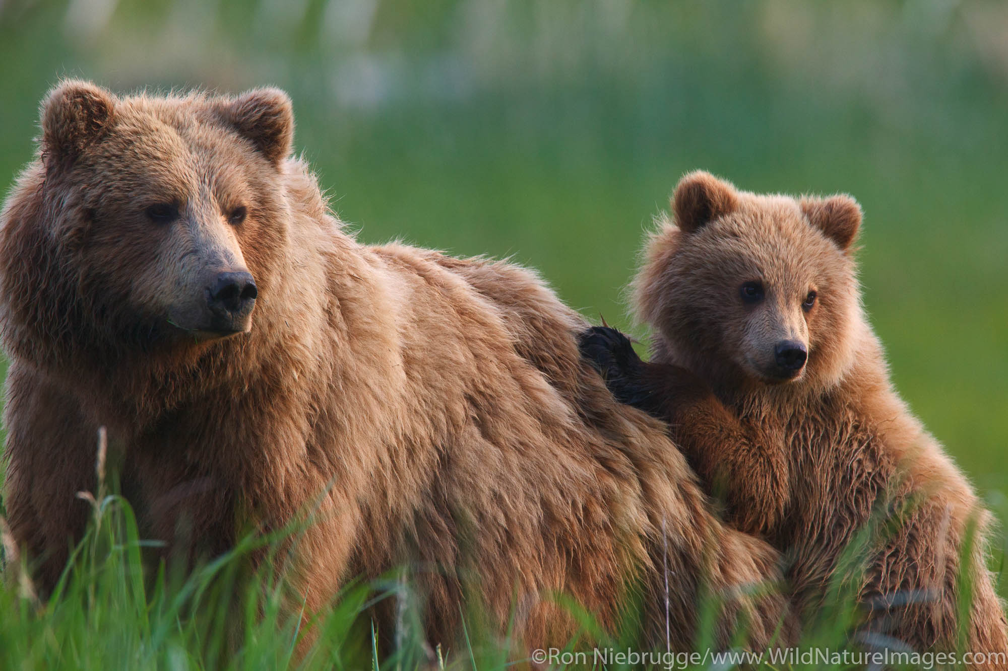 A Brown or Grizzly Bear Sow with cub, Lake Clark National Park, Alaska.