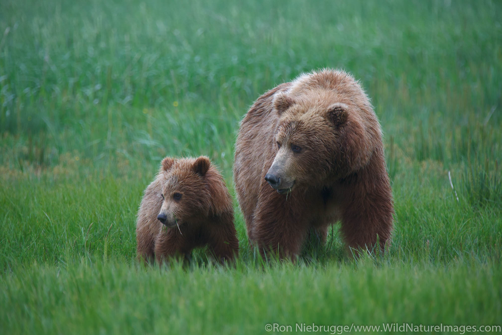 A Brown or Grizzly Bear sow with cub, Lake Clark National Park, Alaska.